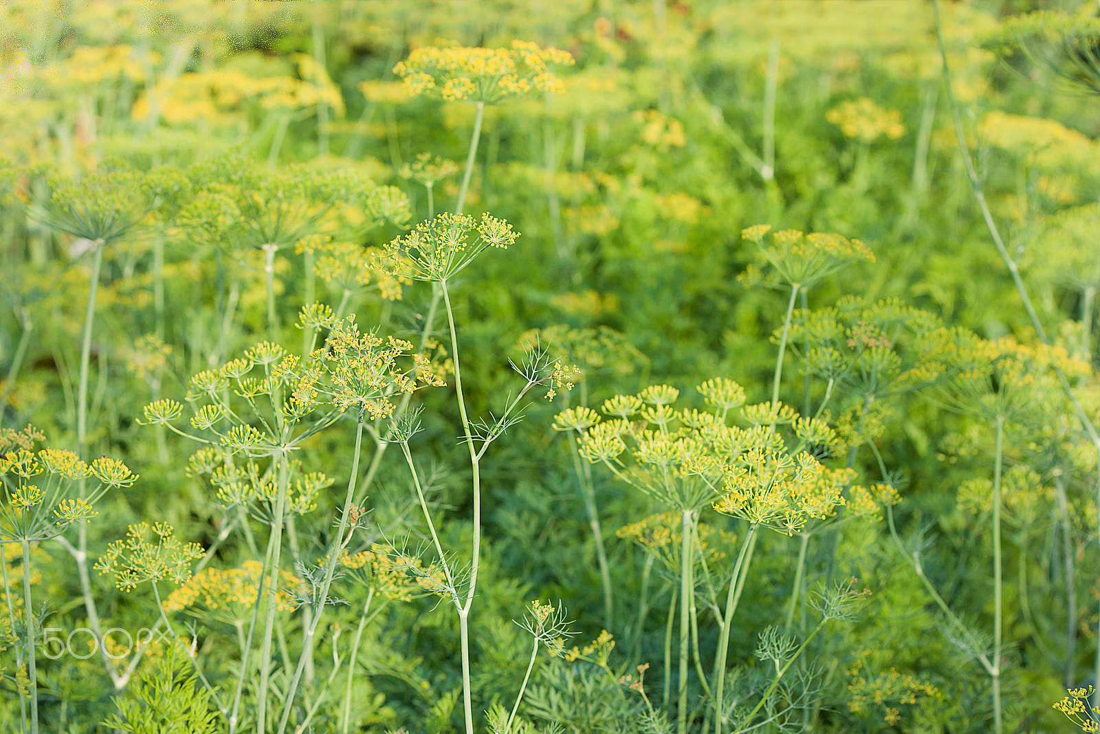 Canon EOS 500D (EOS Rebel T1i / EOS Kiss X3) + Canon EF 50mm F1.8 II sample photo. Green blooming fresh dill in the garden photography