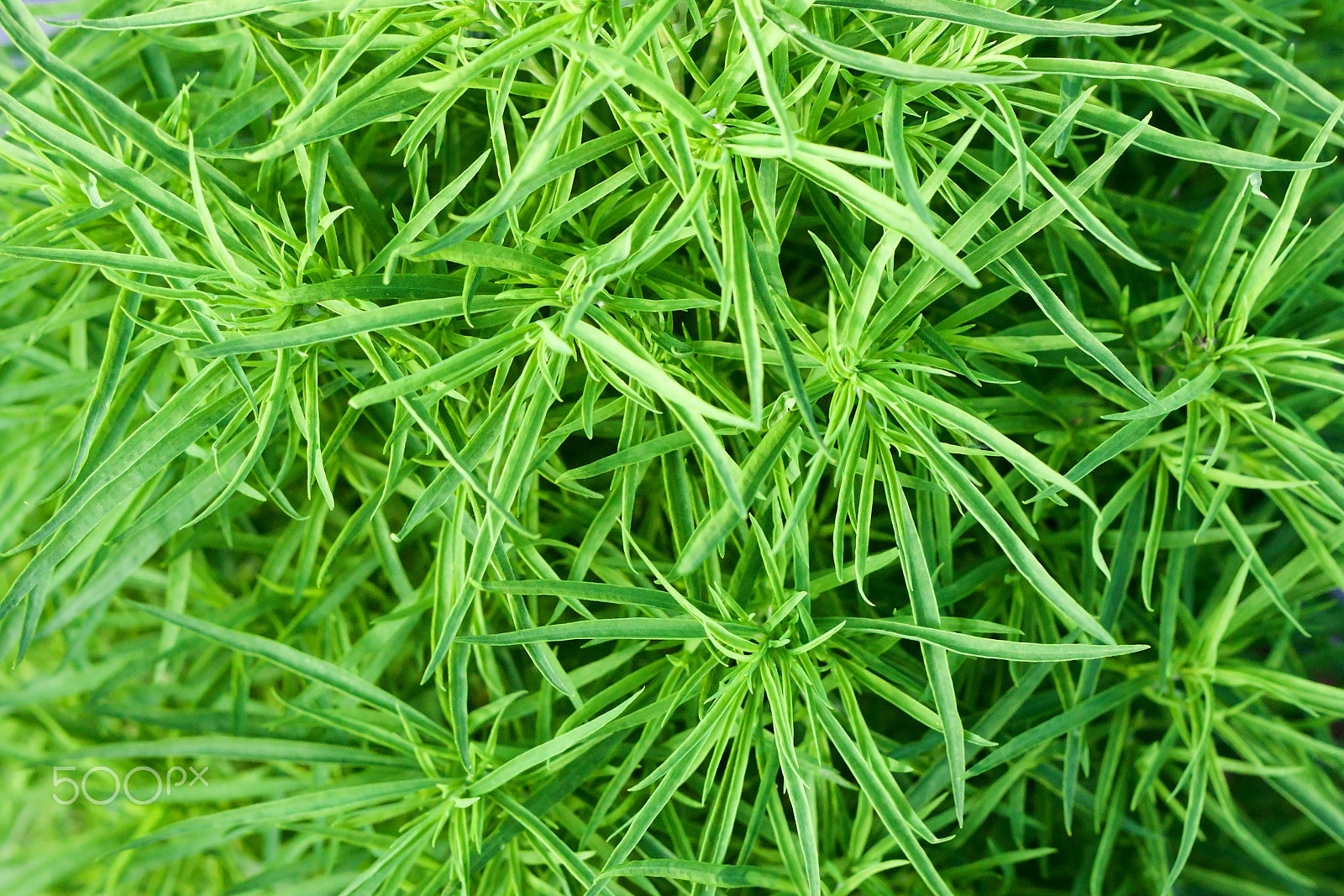 Canon EOS 500D (EOS Rebel T1i / EOS Kiss X3) + Canon EF 50mm F1.8 II sample photo. The leaves are growing green plants background photography