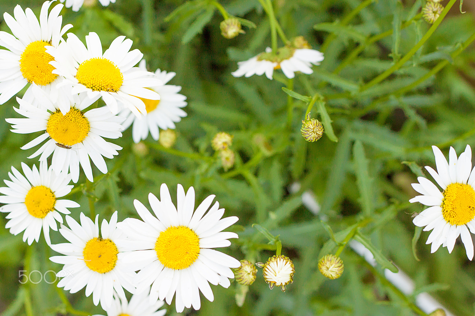 Canon EOS 500D (EOS Rebel T1i / EOS Kiss X3) + Canon EF 50mm F1.8 II sample photo. Blooming daisies in a meadow in the afternoon photography