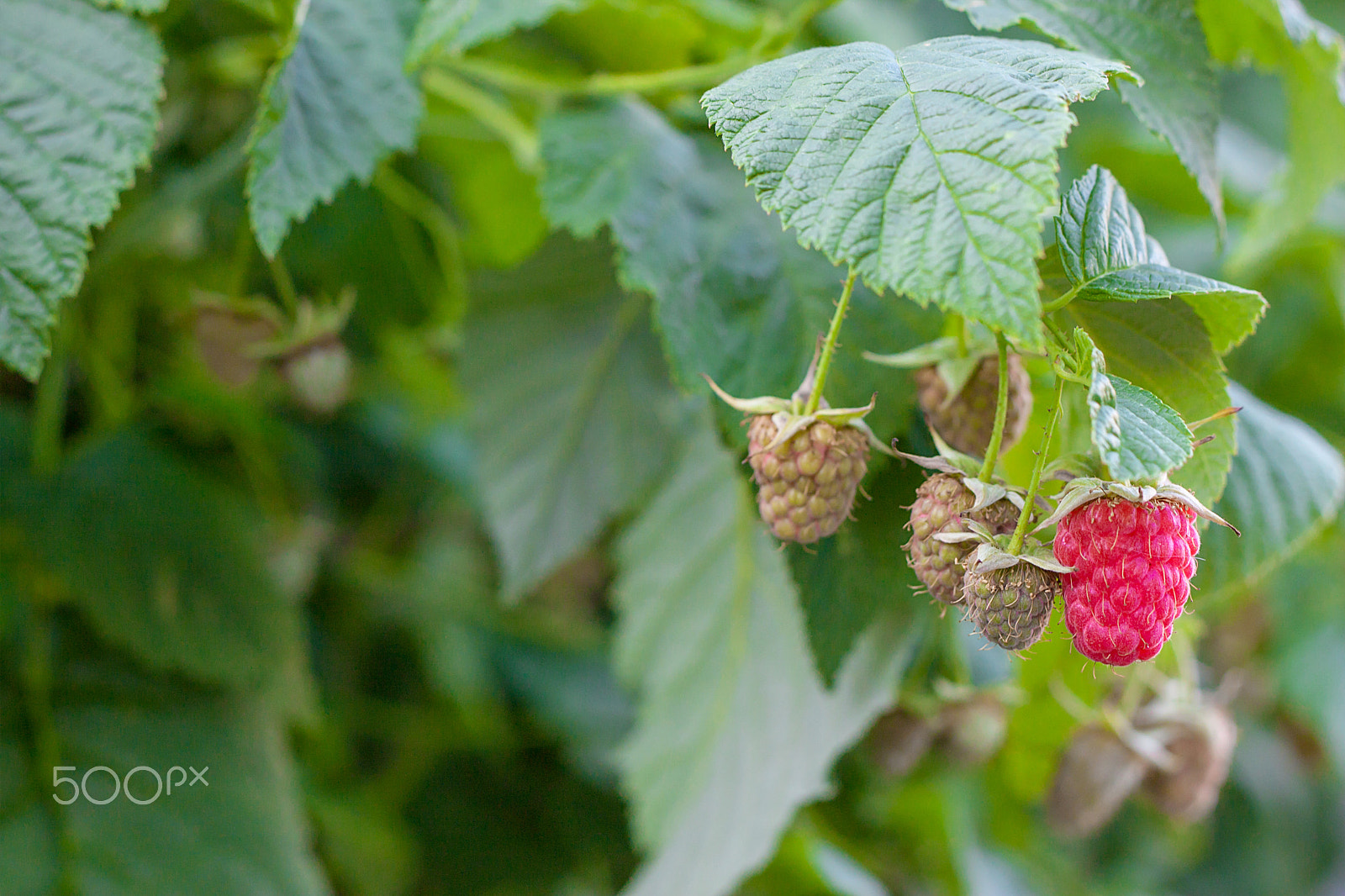Canon EOS 500D (EOS Rebel T1i / EOS Kiss X3) + Canon EF 50mm F1.8 II sample photo. Green and ripe raspberries on the bush photography