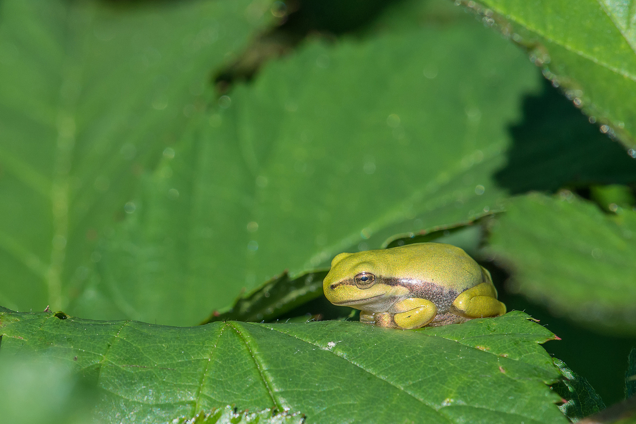 Nikon AF-S DX Micro-Nikkor 85mm F3.5G ED VR sample photo. Treefrog photography
