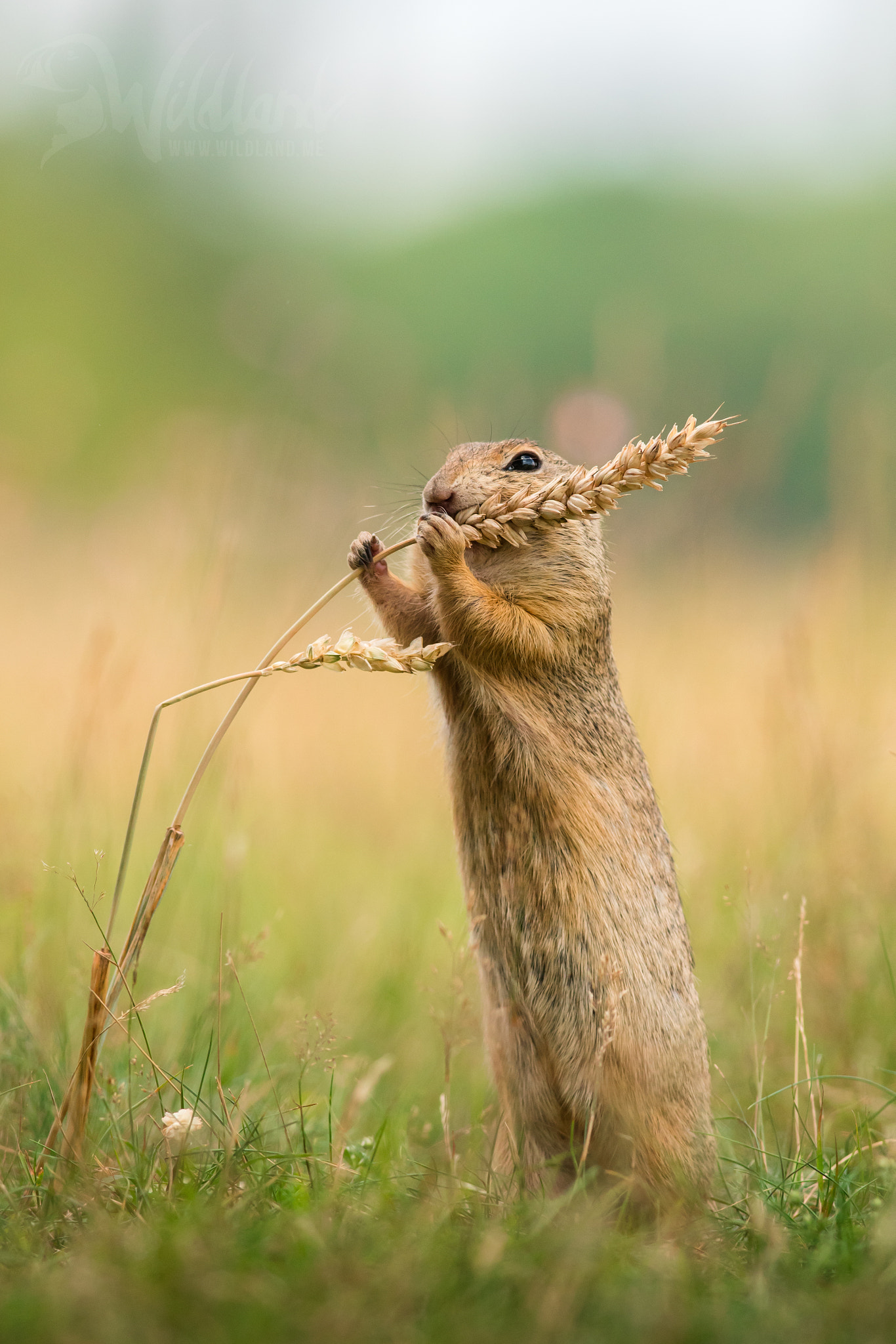 Nikon D500 + Nikon AF-S Nikkor 300mm F4D ED-IF sample photo. Ground squirrel photography