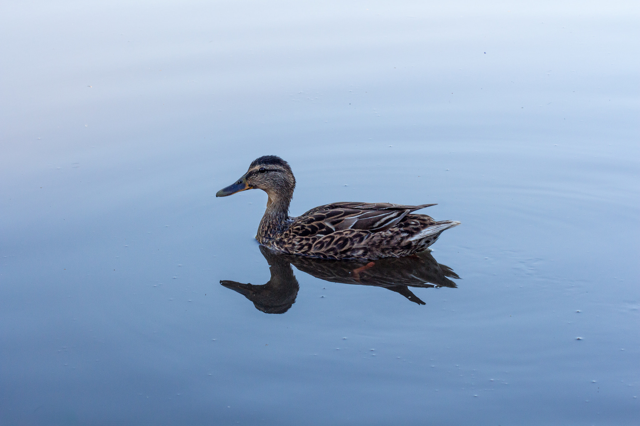 Canon EOS 650D (EOS Rebel T4i / EOS Kiss X6i) sample photo. What the duck photography