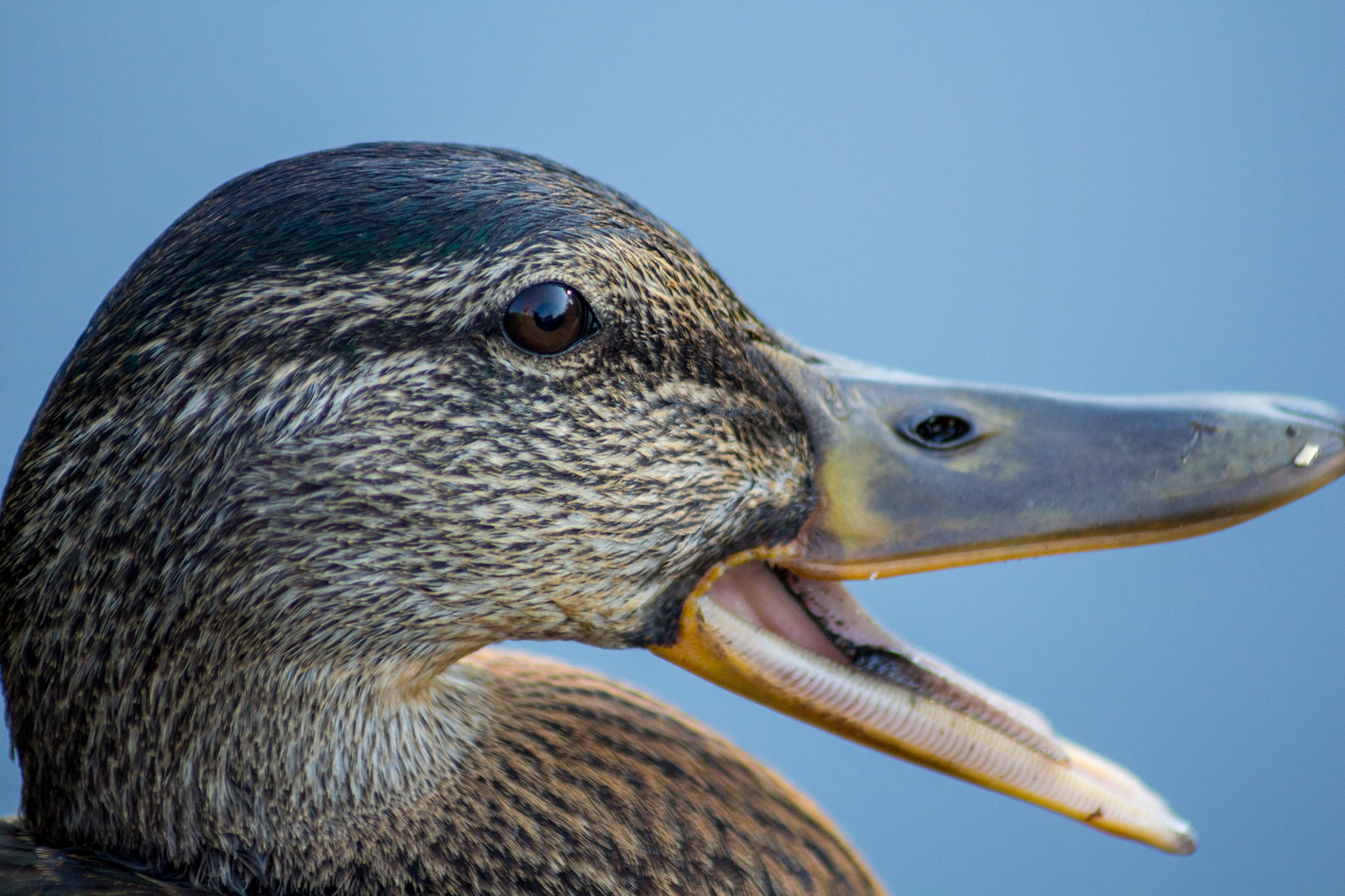 Canon EOS 650D (EOS Rebel T4i / EOS Kiss X6i) sample photo. What the duck photography
