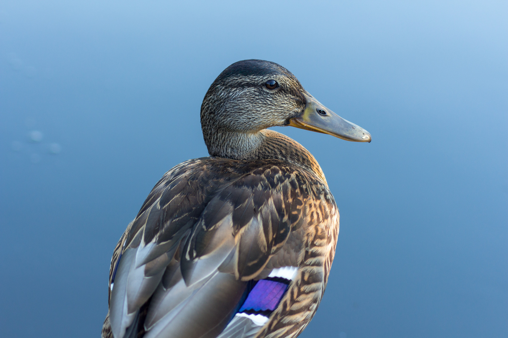 Canon EOS 650D (EOS Rebel T4i / EOS Kiss X6i) sample photo. What the duck photography
