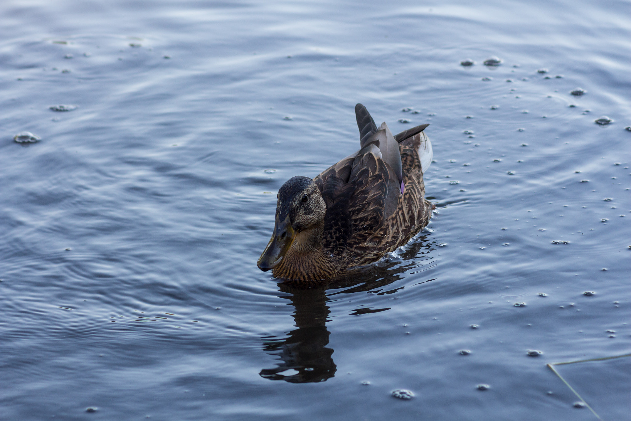 Canon EOS 650D (EOS Rebel T4i / EOS Kiss X6i) sample photo. What the duck photography