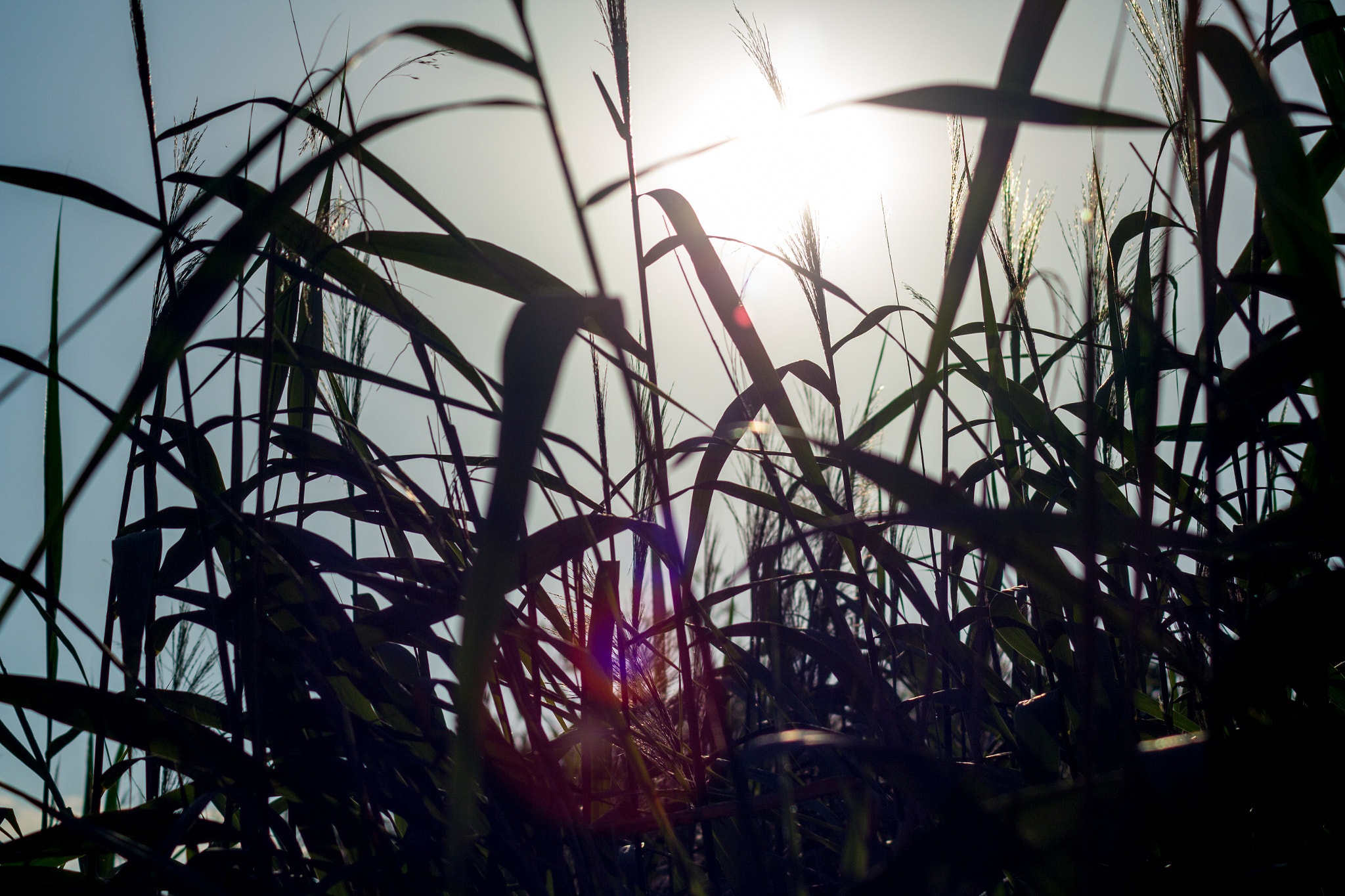 Canon EOS 650D (EOS Rebel T4i / EOS Kiss X6i) sample photo. Sunshine photography