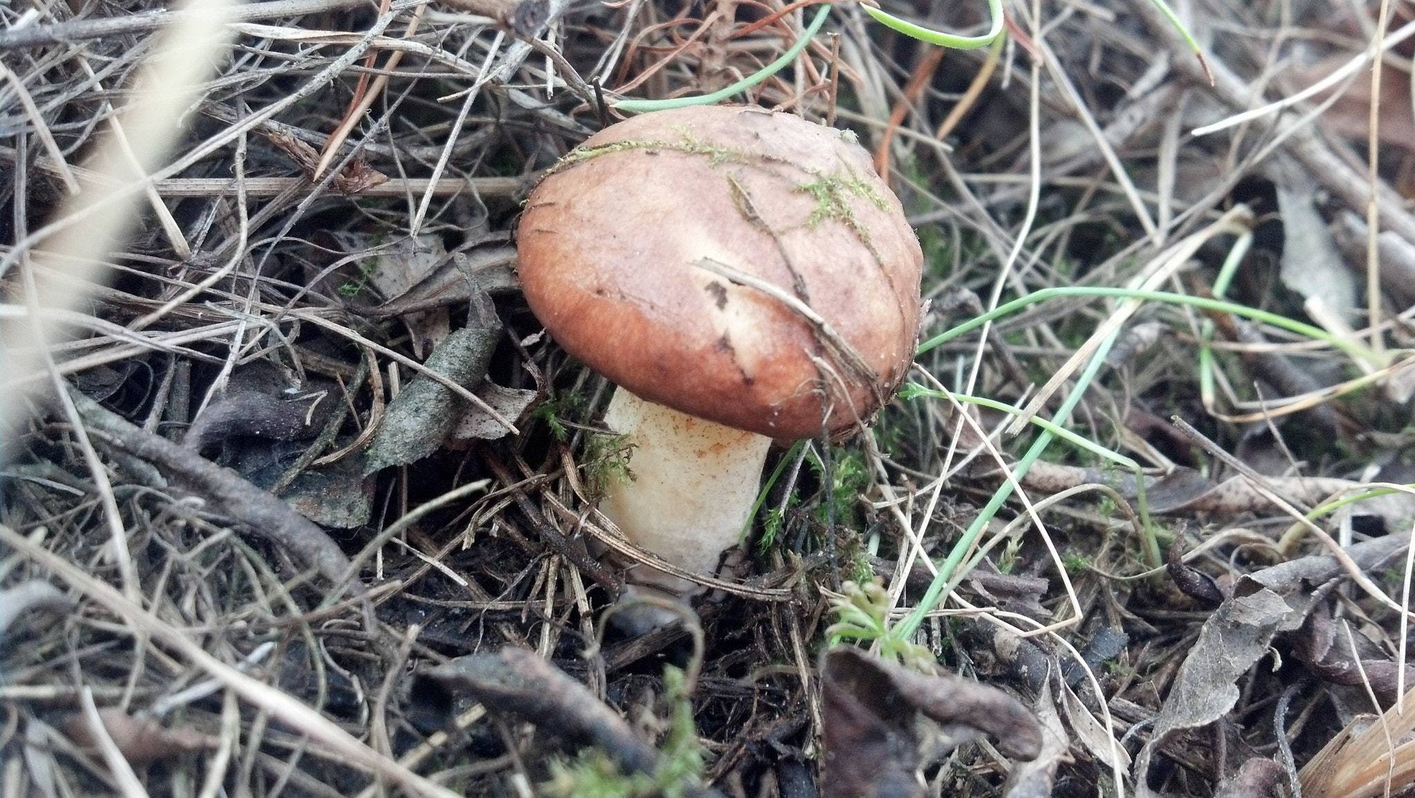 Motorola DROID RAZR sample photo