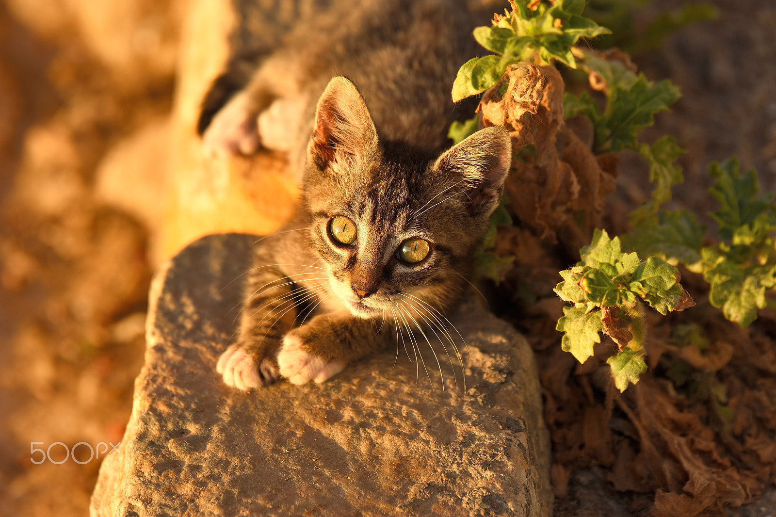 Tamron SP 70-200mm F2.8 Di VC USD sample photo. Little cat photography