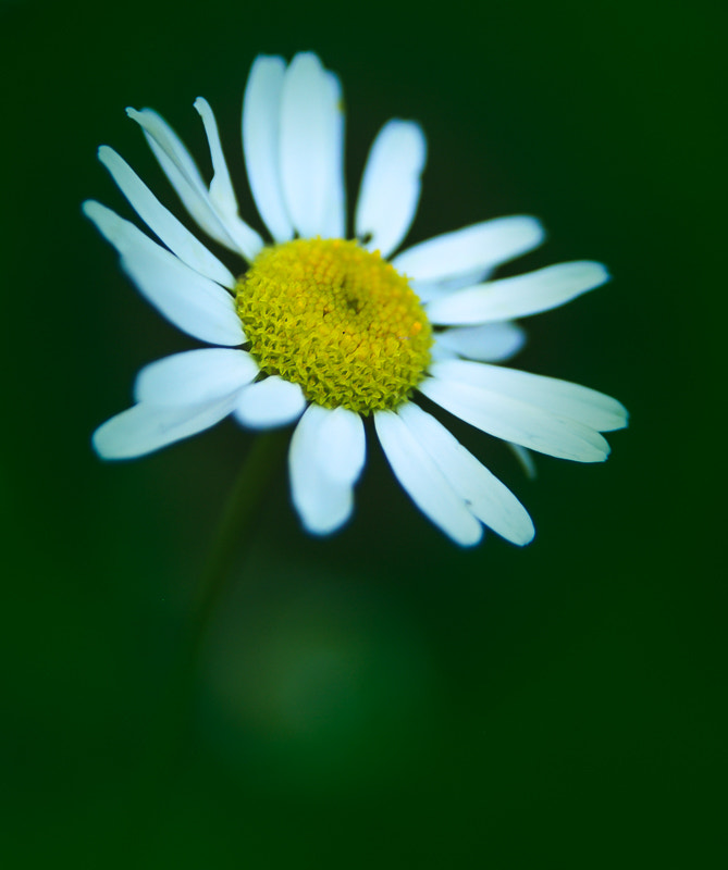 AF Zoom-Nikkor 28-105mm f/3.5-4.5D IF sample photo. Daisy photography