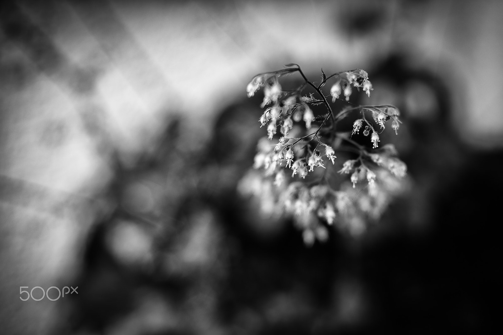 Nikon AF Nikkor 50mm F1.4D sample photo. ... the little one photography