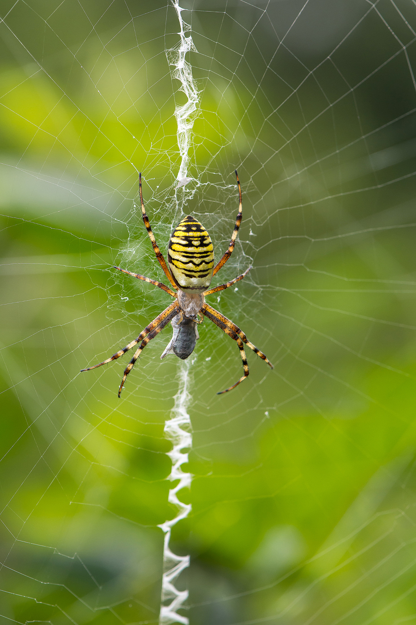 Nikon AF-S DX Micro-Nikkor 85mm F3.5G ED VR sample photo. Tigerspider photography
