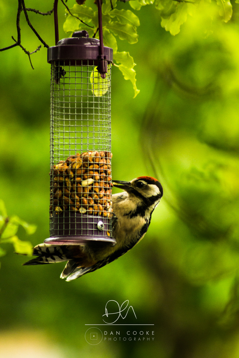 Canon EF 75-300mm f/4-5.6 USM sample photo. Weston woodpecker photography