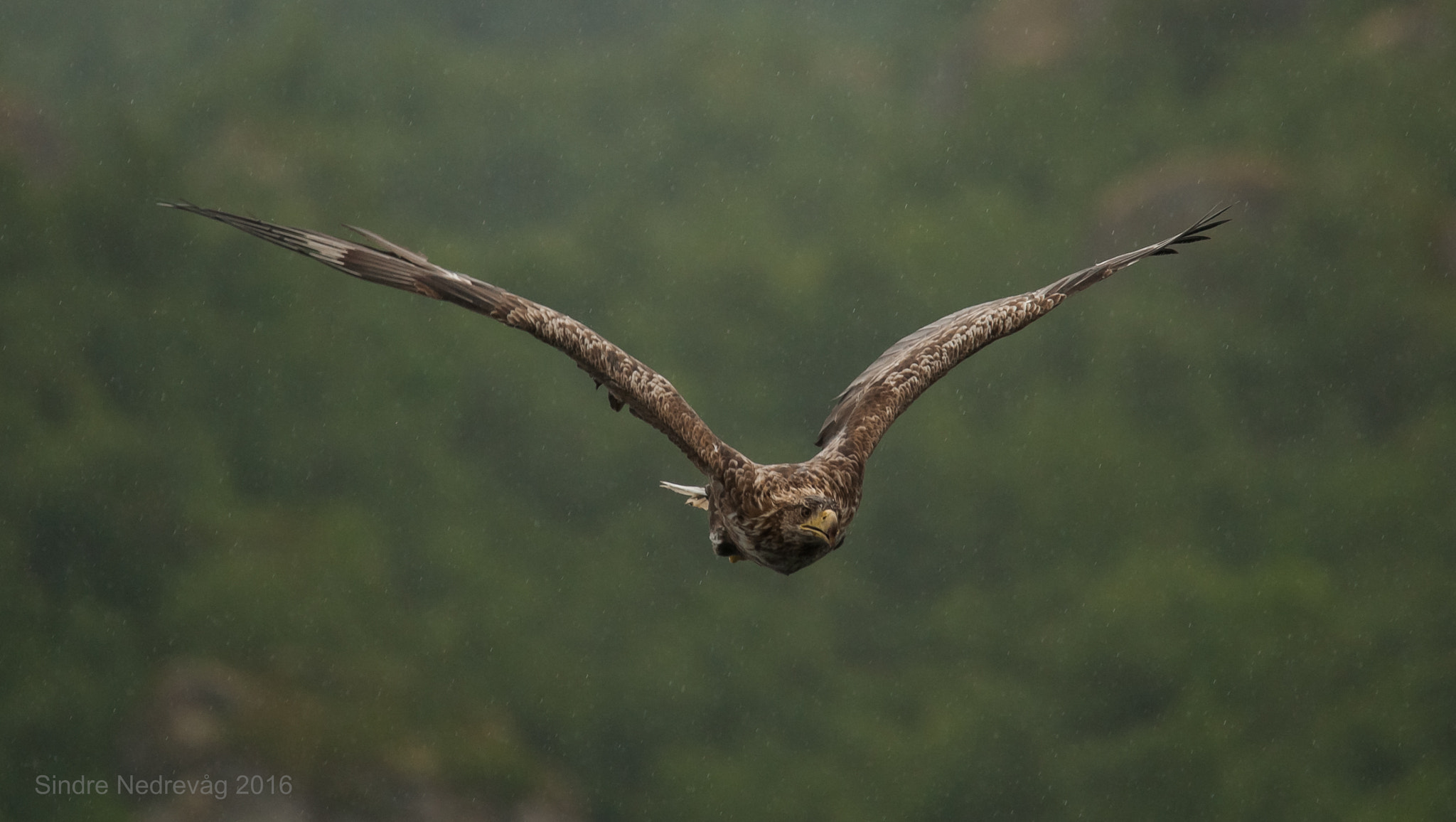Sigma 150-500mm F5-6.3 DG OS HSM sample photo. Eagle inbound ! photography