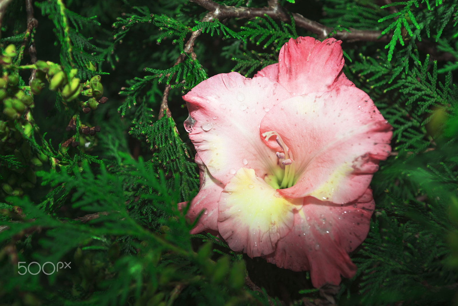 Nikon D800 + Sigma 24-70mm F2.8 EX DG Macro sample photo. Nice pink flower on the butcher photography