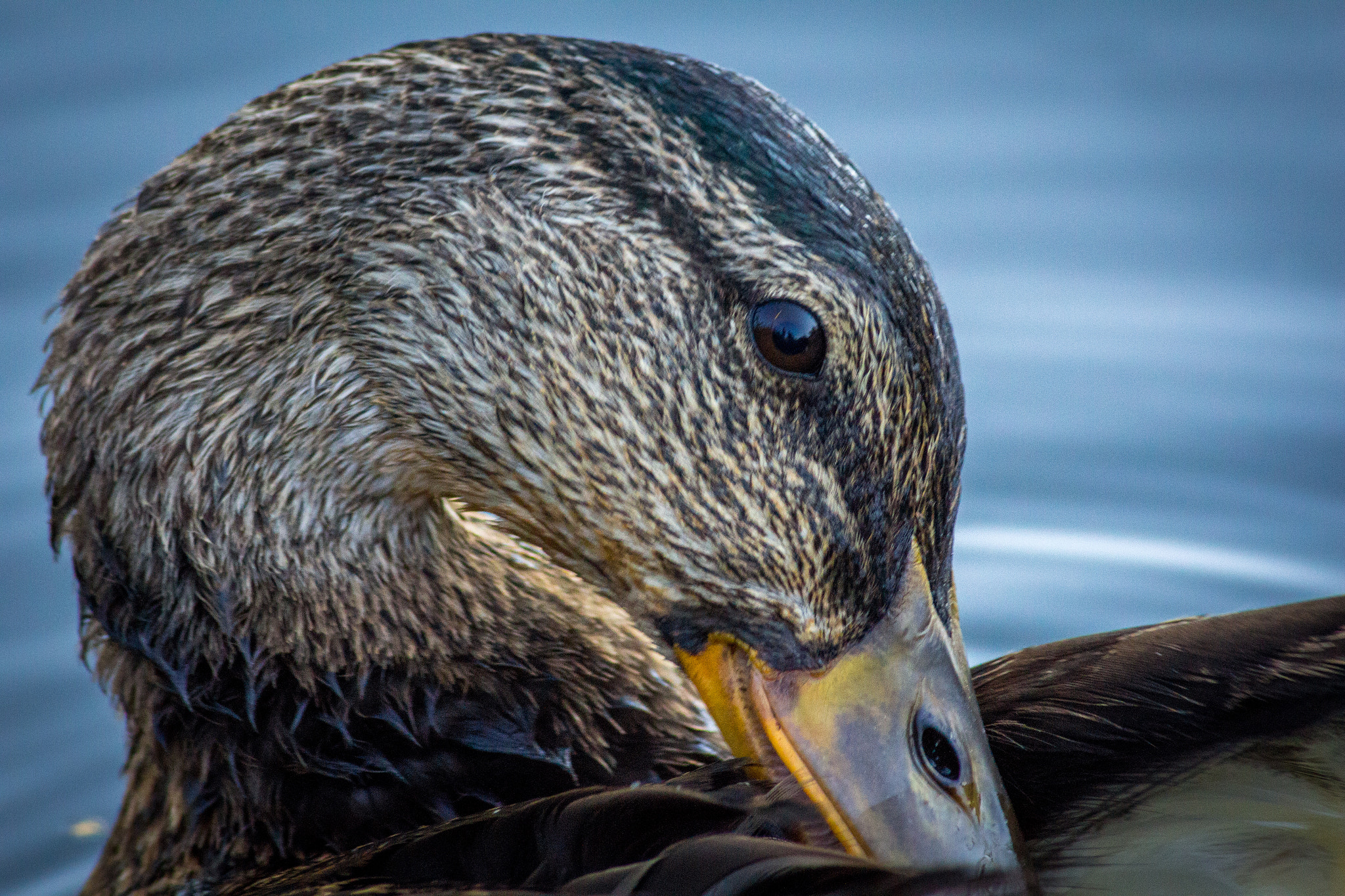 Canon EOS 650D (EOS Rebel T4i / EOS Kiss X6i) sample photo. What the duck photography