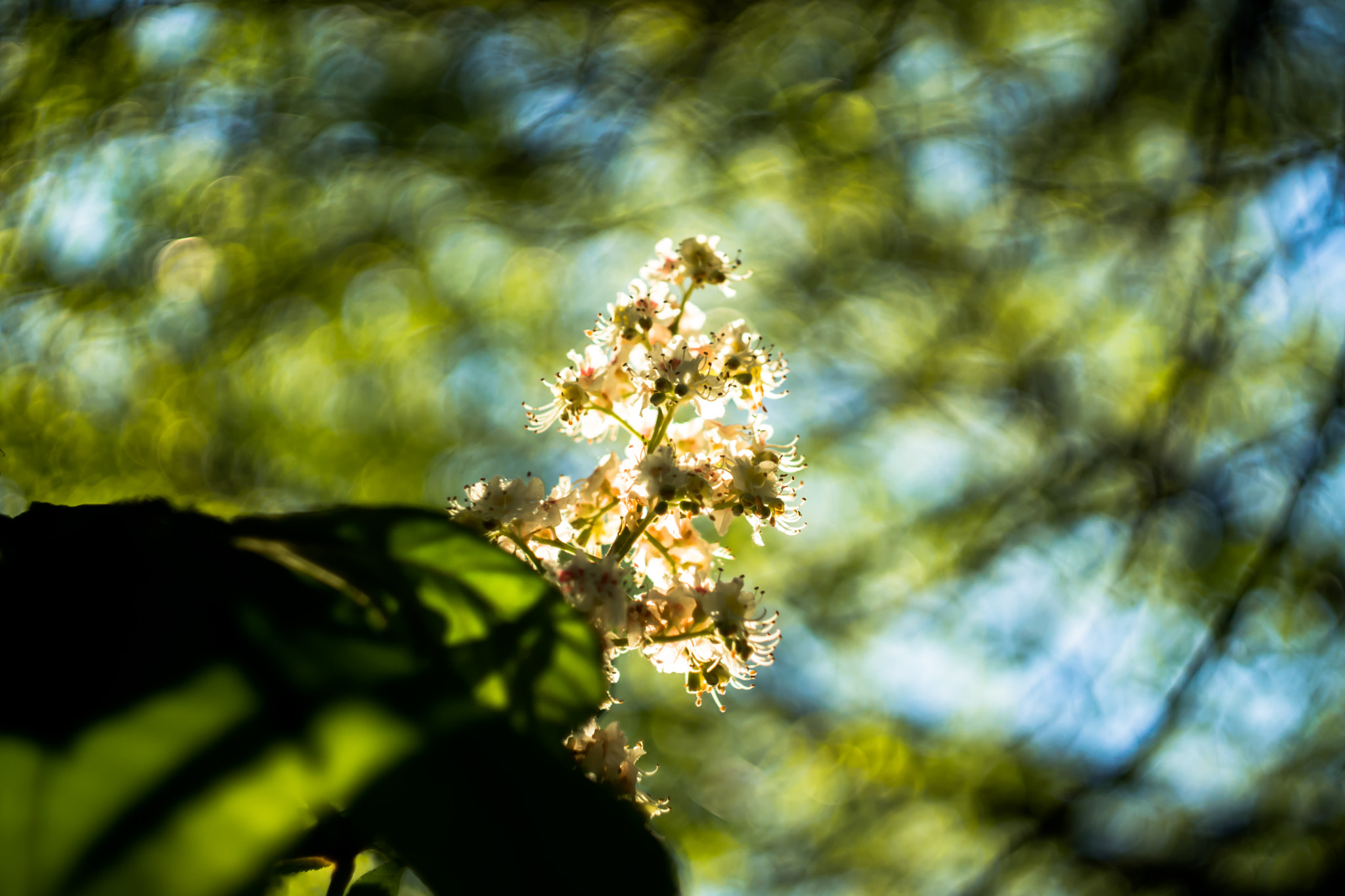 Sony SLT-A77 + Minolta AF 50mm F1.7 sample photo. Chestnut tree photography