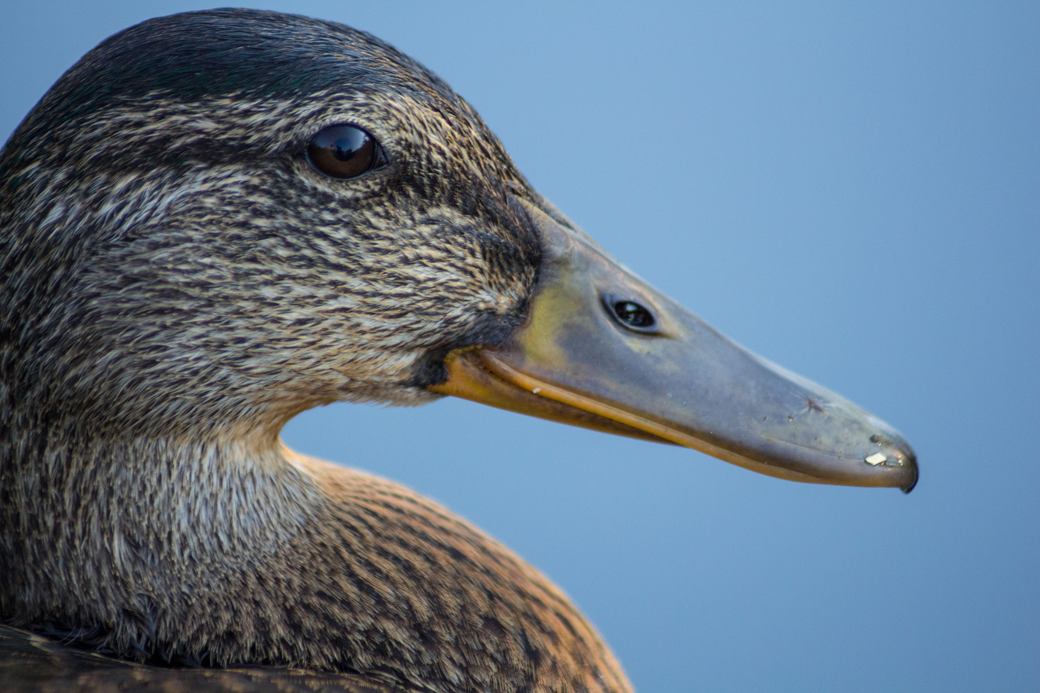 Canon EOS 650D (EOS Rebel T4i / EOS Kiss X6i) sample photo. What the duck photography