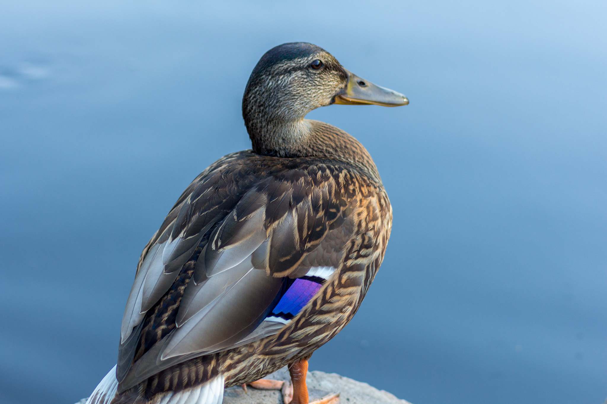 Canon EOS 650D (EOS Rebel T4i / EOS Kiss X6i) sample photo. What the duck photography