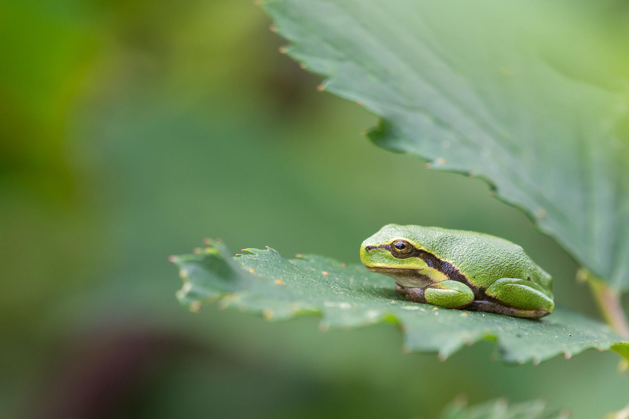 Nikon AF-S DX Micro-Nikkor 85mm F3.5G ED VR sample photo. Treefrog photography