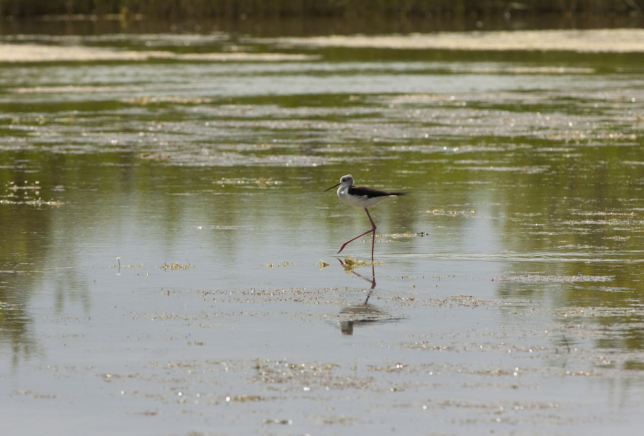 Nikon D2Hs + Nikon AF-S Nikkor 300mm F4D ED-IF sample photo. échasse blanche - himantopus himantopus photography