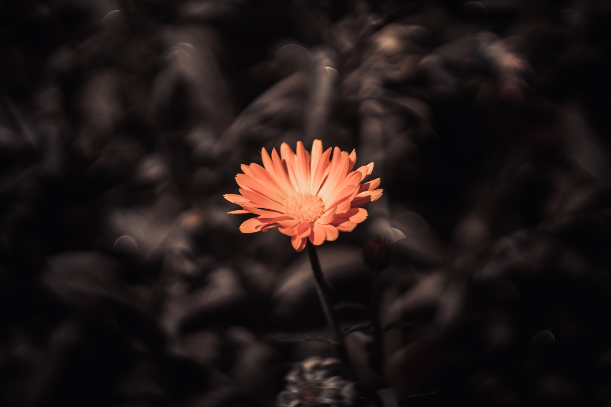 Sony SLT-A77 + Minolta AF 50mm F1.7 sample photo. Flower photography