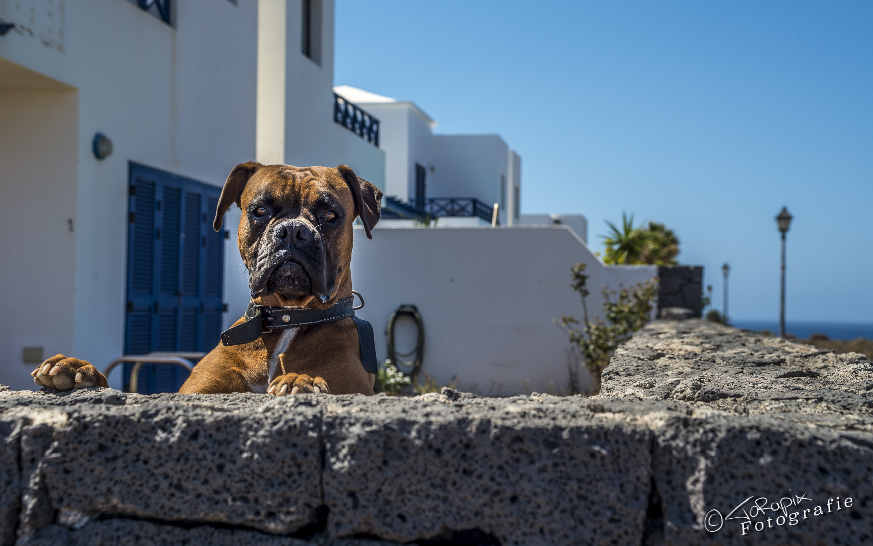 Sigma 24-70mm F2.8 EX DG Macro sample photo. Watchdog photography
