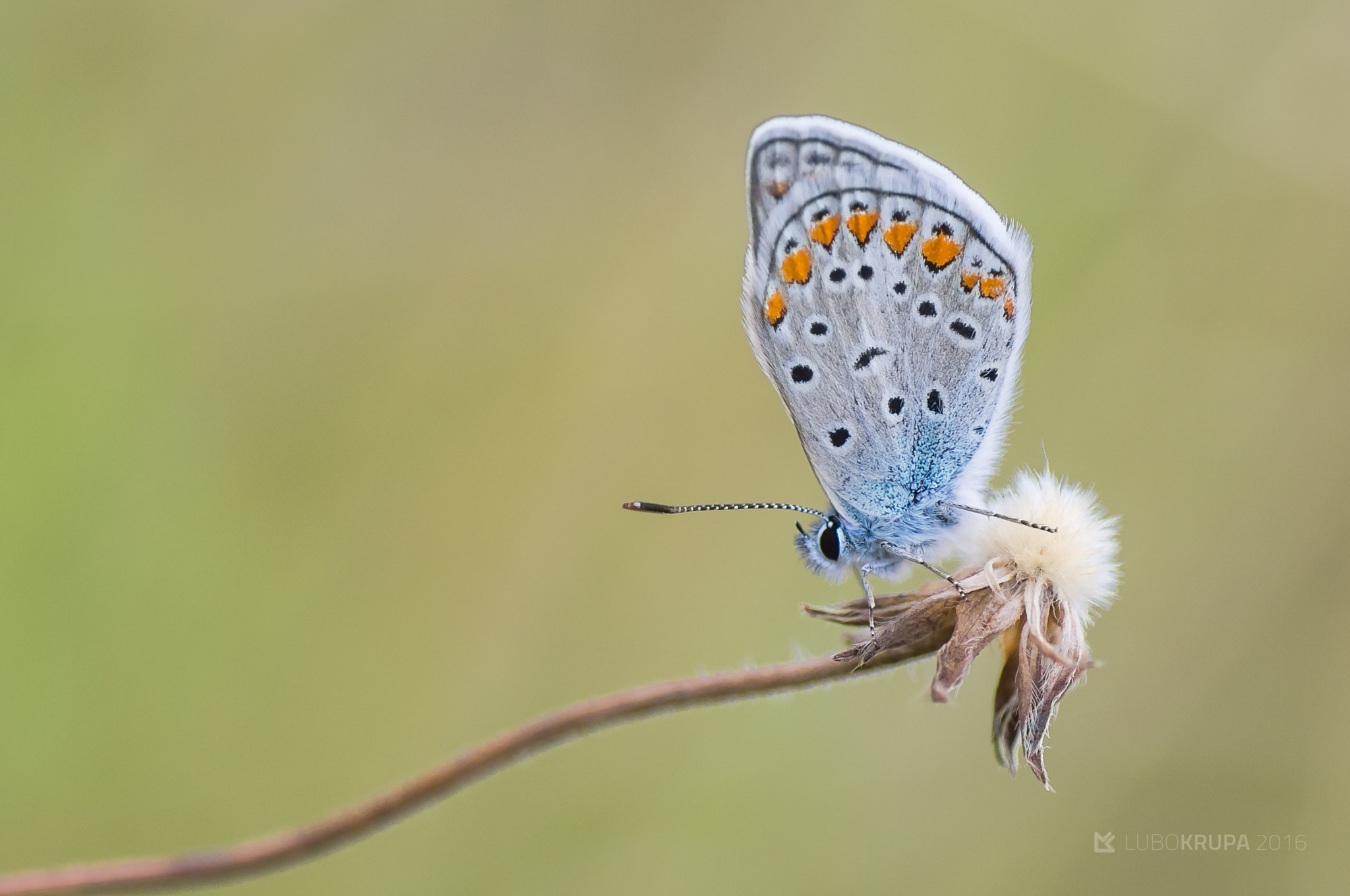 Pentax K-r + Tamron SP AF 90mm F2.8 Di Macro sample photo. Polyommatus icarus photography