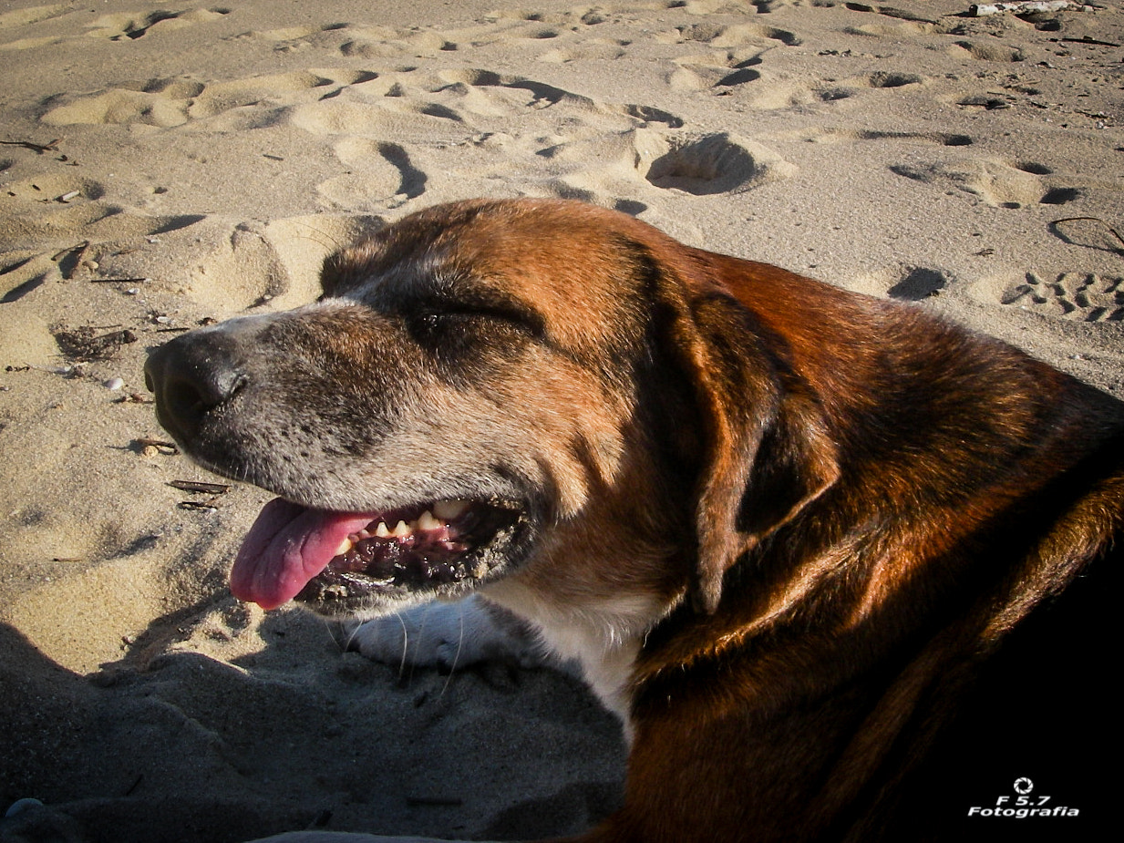 Pentax OPTIO W10 sample photo. Happy to be on the beach photography
