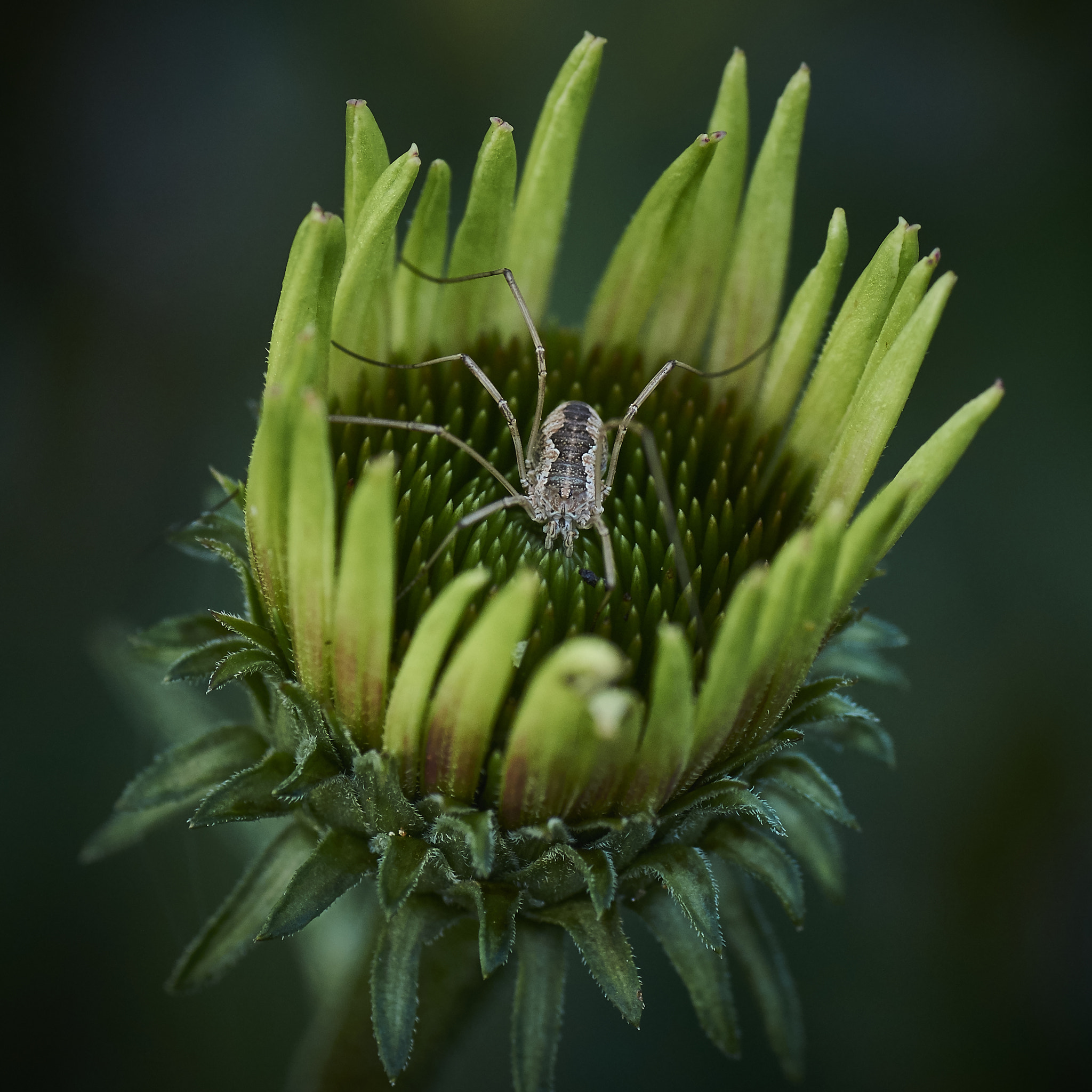 Sony SLT-A77 + Tamron SP AF 90mm F2.8 Di Macro sample photo. Spider in ecinecea photography