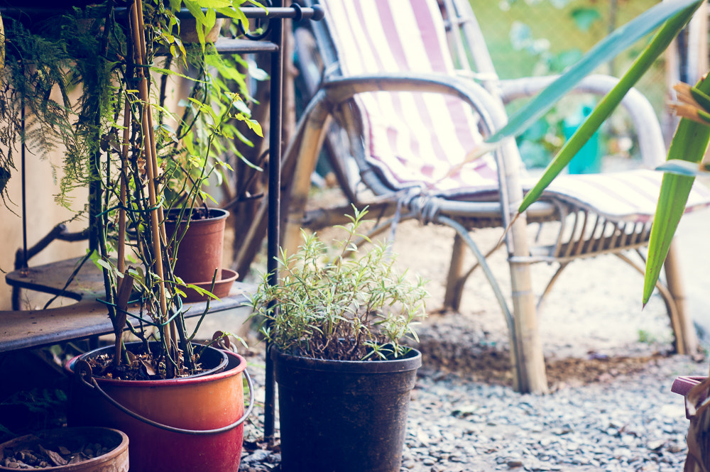 Nikon D3200 + AF Nikkor 50mm f/1.8 sample photo. Garden photography