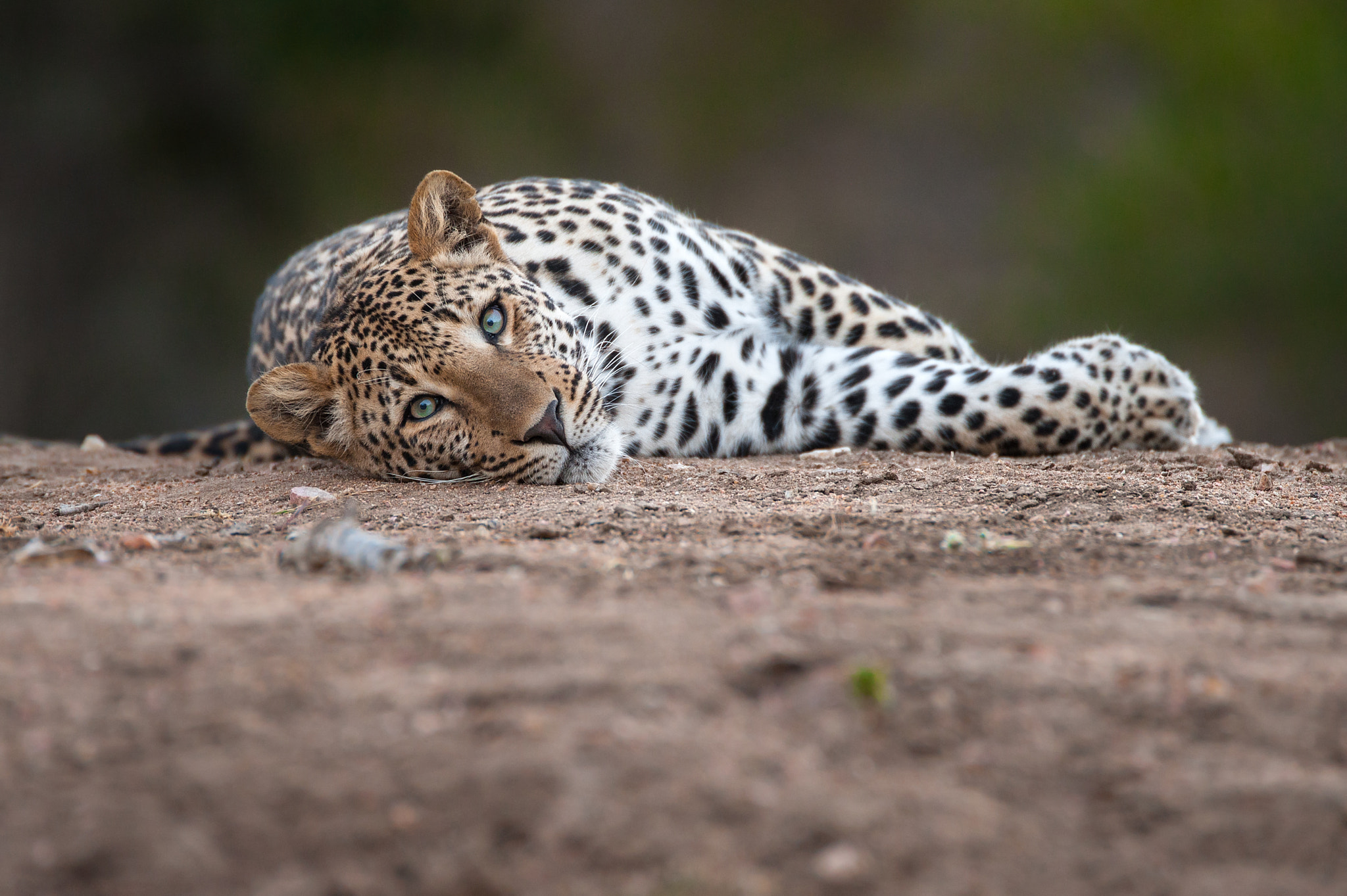 Nikon D3 sample photo. Lazy leopard photography