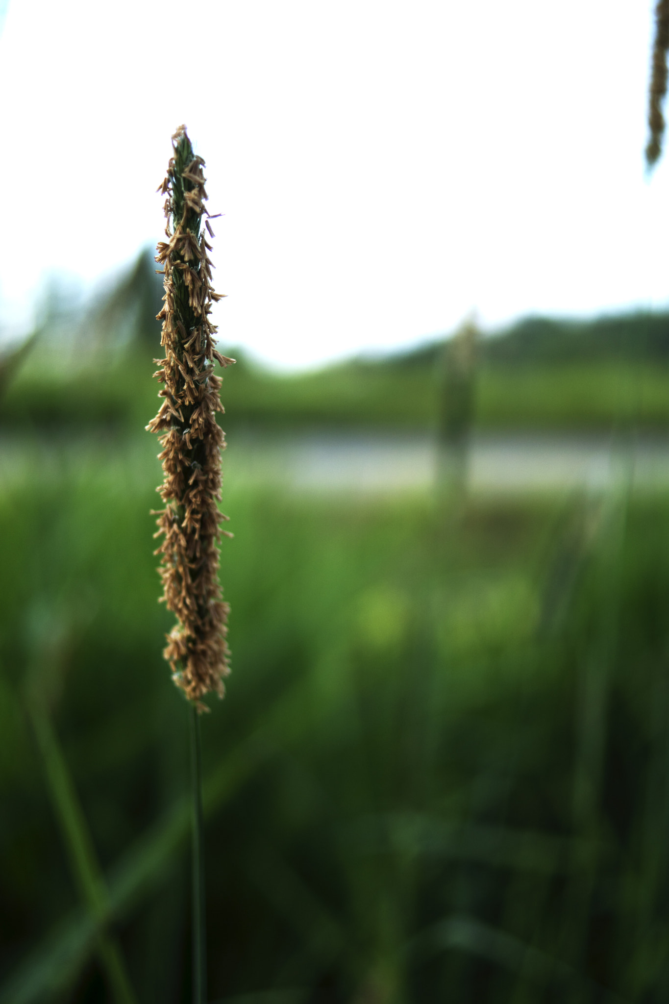 Sony DT 30mm F2.8 Macro SAM sample photo. Dissemination photography