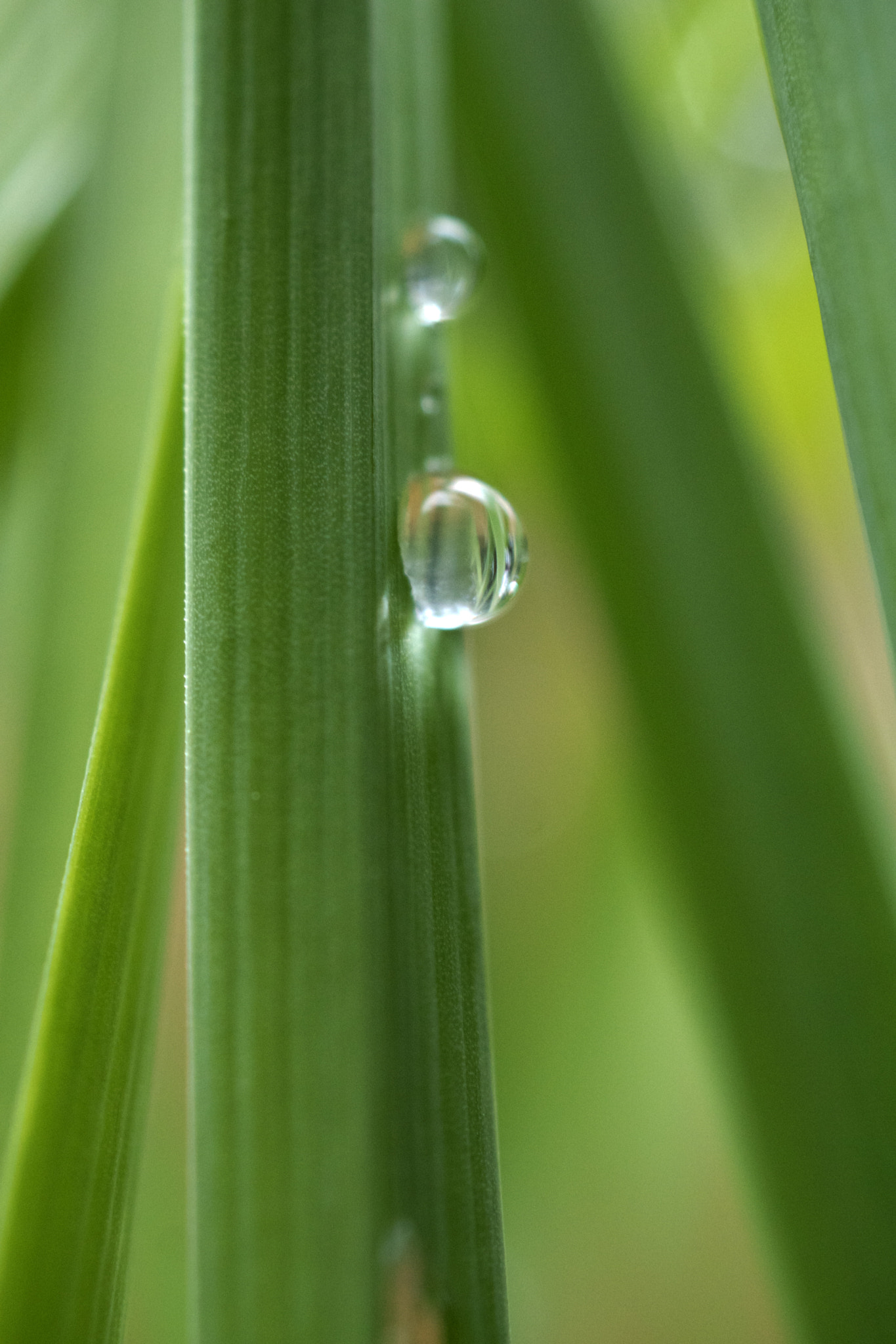Sony DT 30mm F2.8 Macro SAM sample photo. Lingering photography