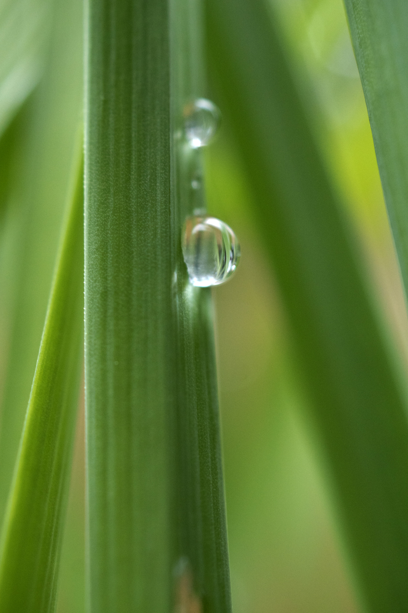 Sony ILCA-77M2 + Sony DT 30mm F2.8 Macro SAM sample photo. Lingering photography