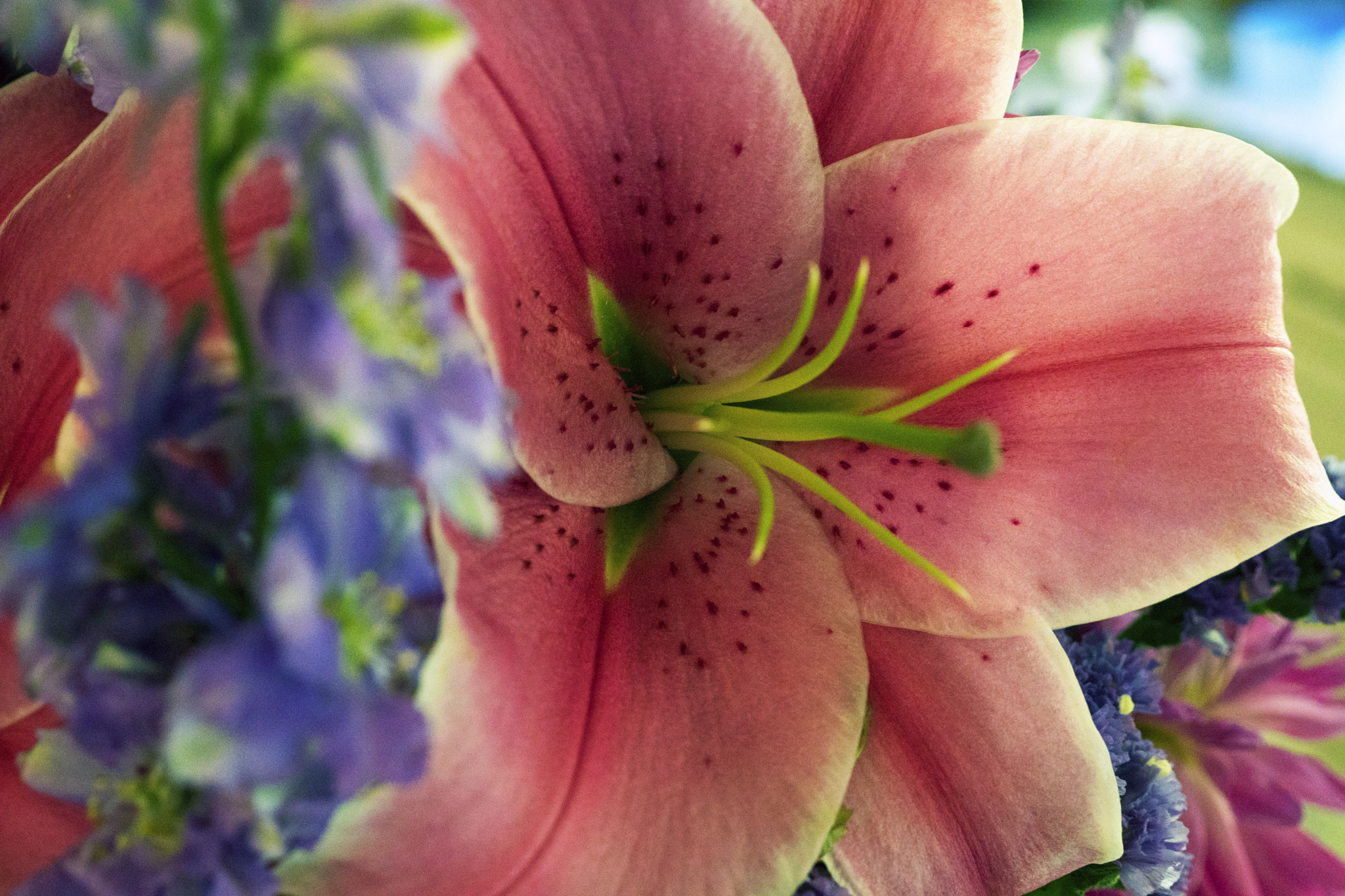 Sony DT 30mm F2.8 Macro SAM sample photo. Flourish photography
