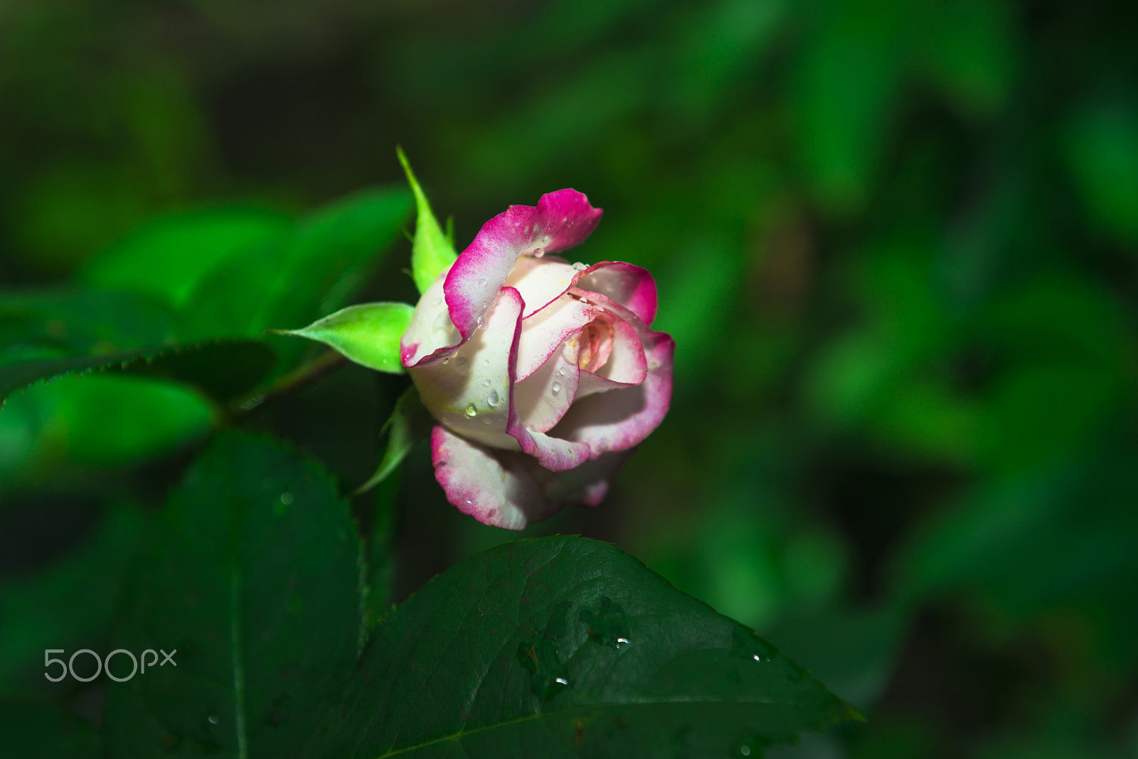 Sigma 24-70mm F2.8 EX DG Macro sample photo. Pink rose photography