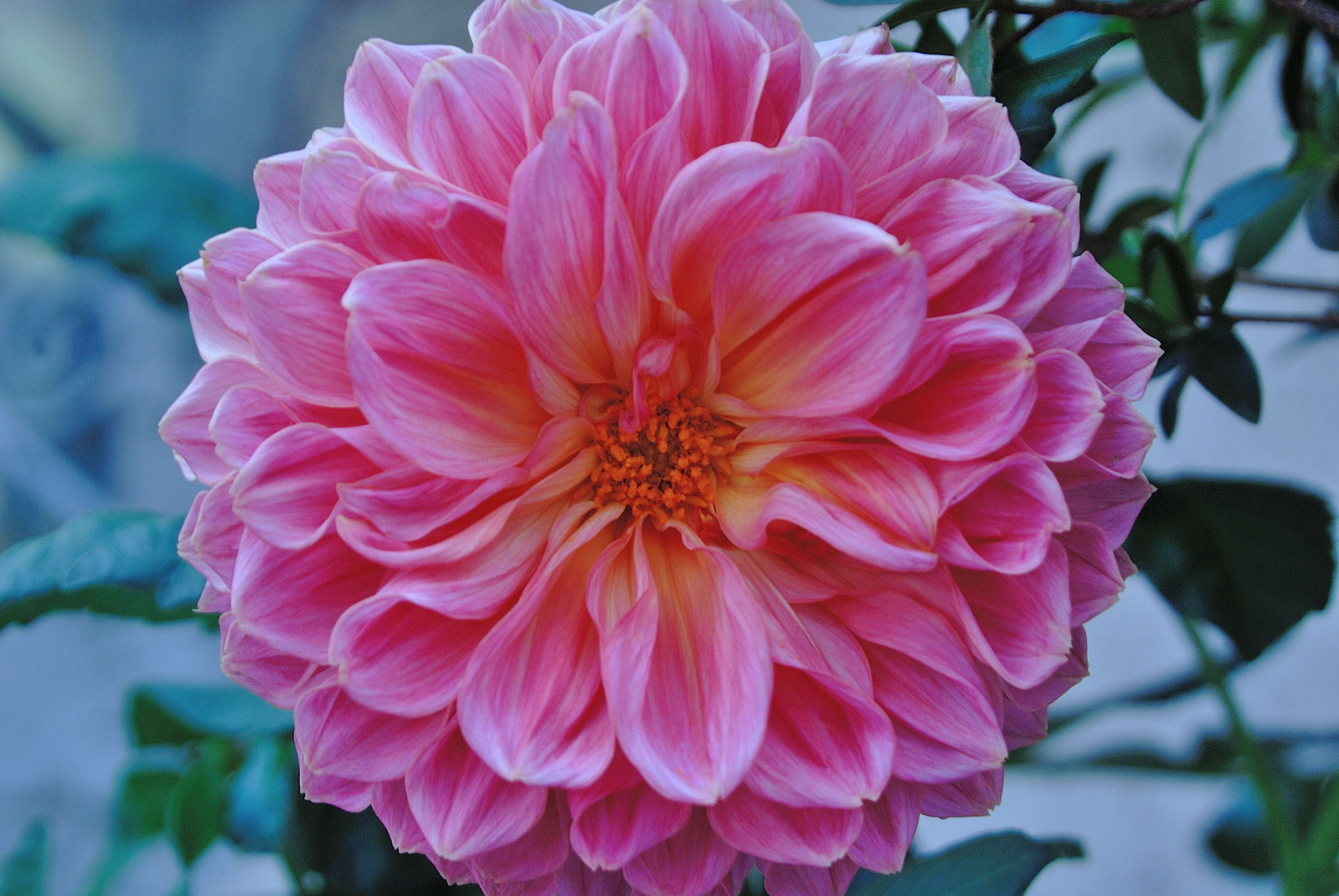 Nikon D200 sample photo. Florecita photography