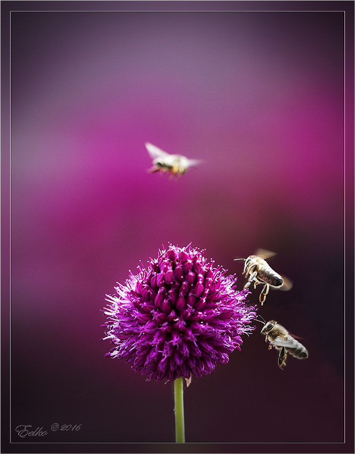 Sigma 150mm f/2.8 EX DG OS HSM APO Macro sample photo. Bizzy beezzzzzz photography