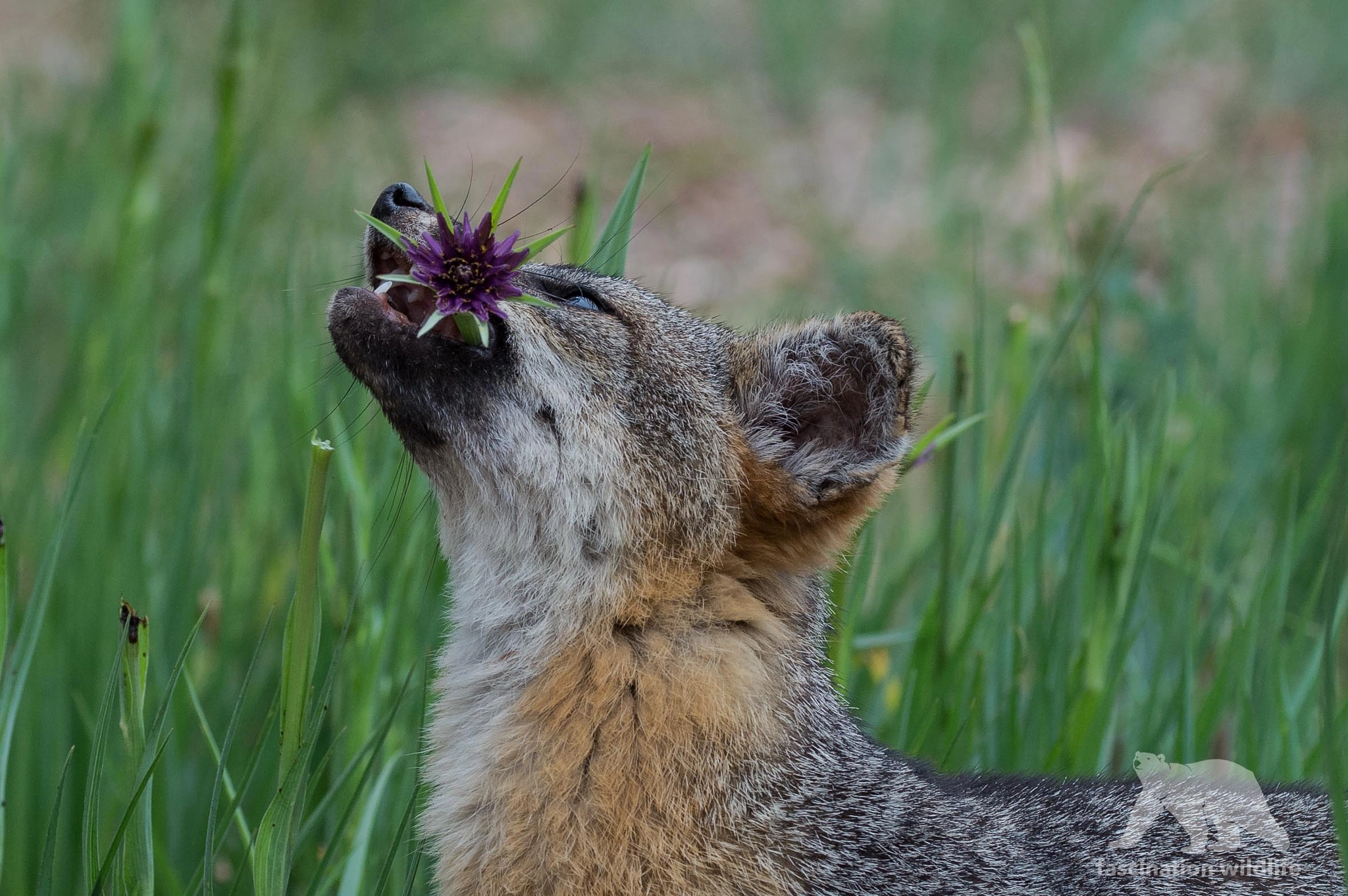 Nikon D4S sample photo. Gourmet fox photography