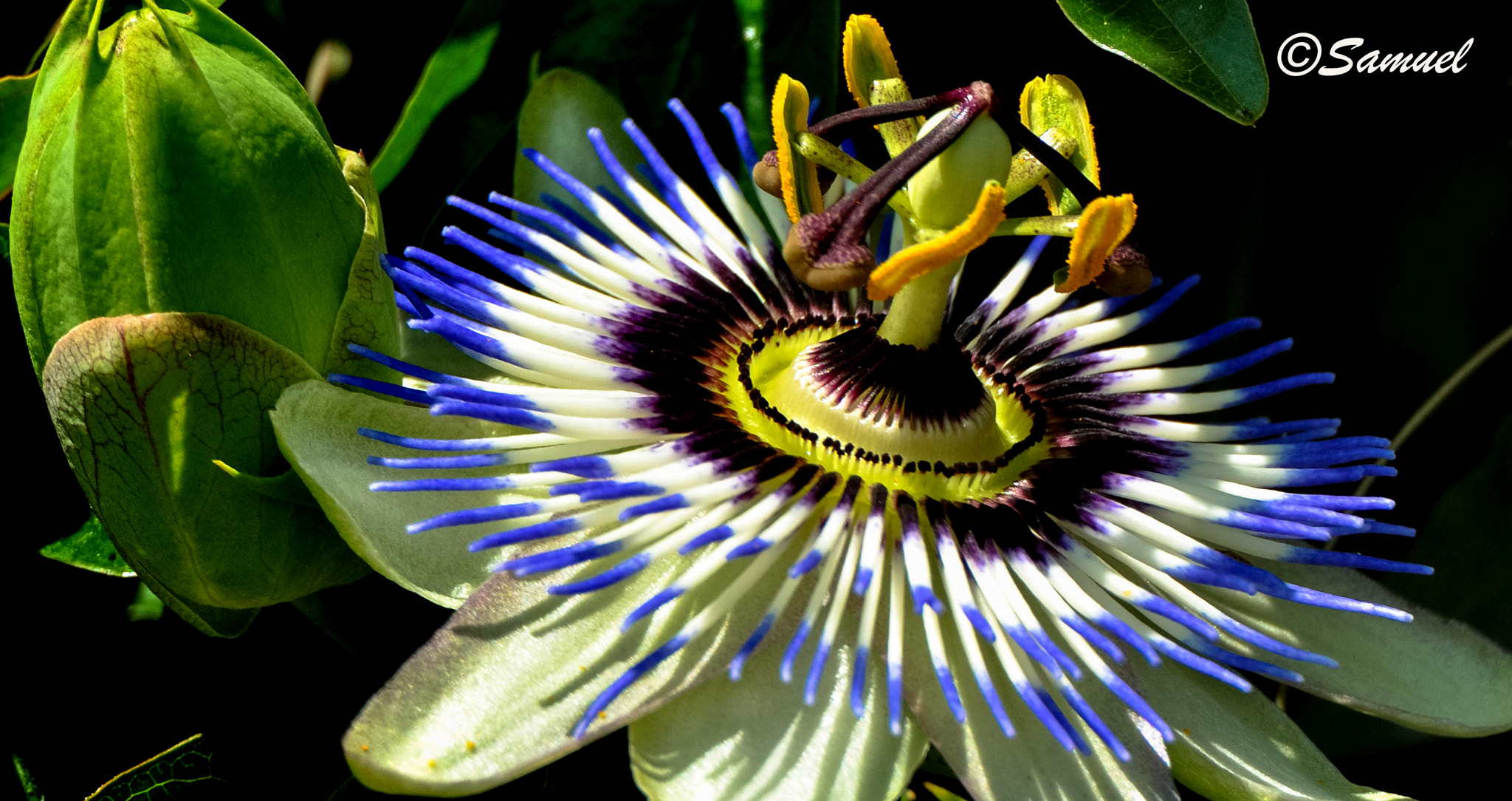 Nikon D5000 sample photo. Passiflora photography