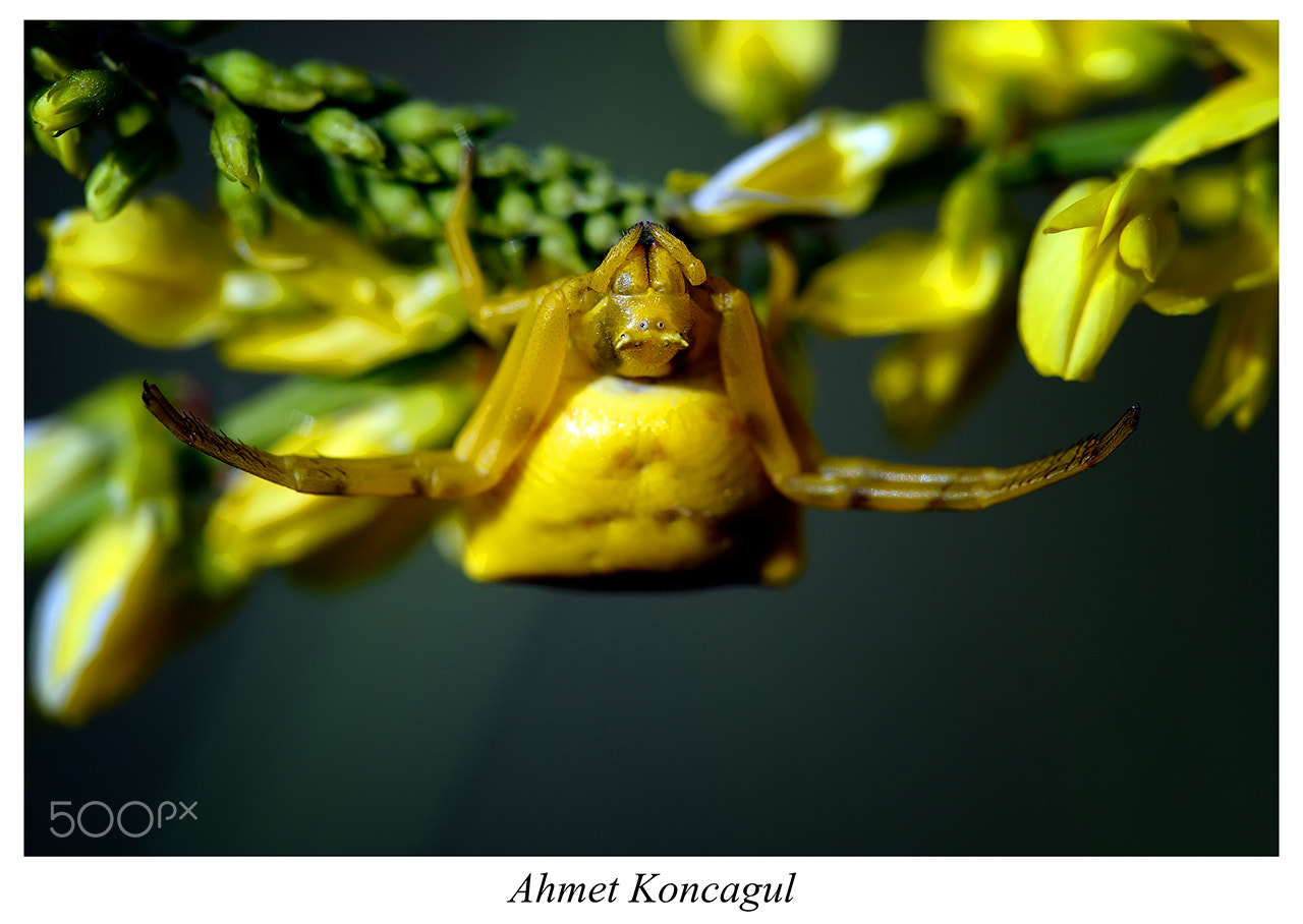 Sony SLT-A99V sample photo. Spider photography