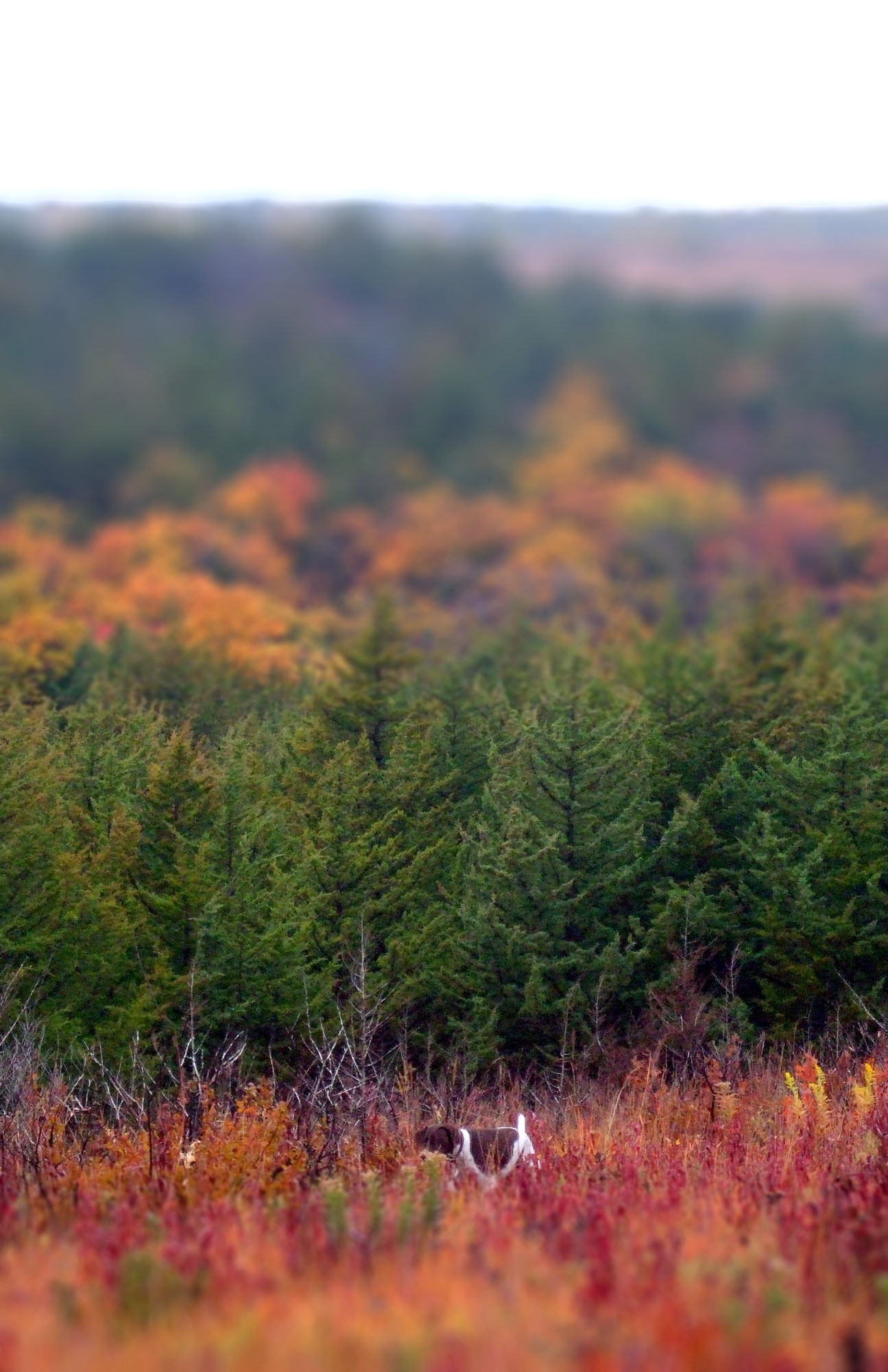 Fujifilm FinePix F50SE sample photo. Ruby fall hunting tiltshift photography