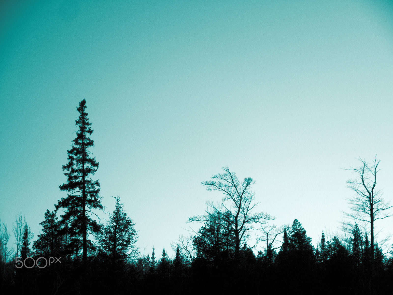 Panasonic Lumix DMC-G2 sample photo. Treeline silhouette photography