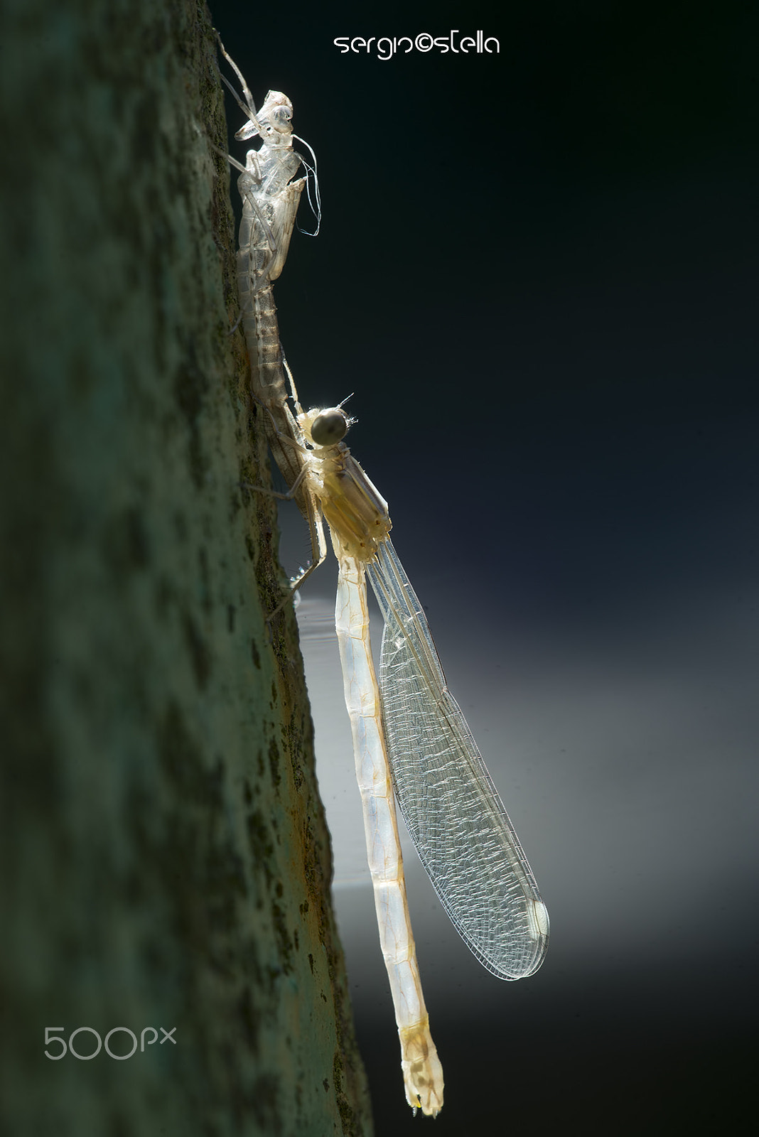 Sigma 150mm F2.8 EX DG Macro HSM sample photo. Rx________ photography