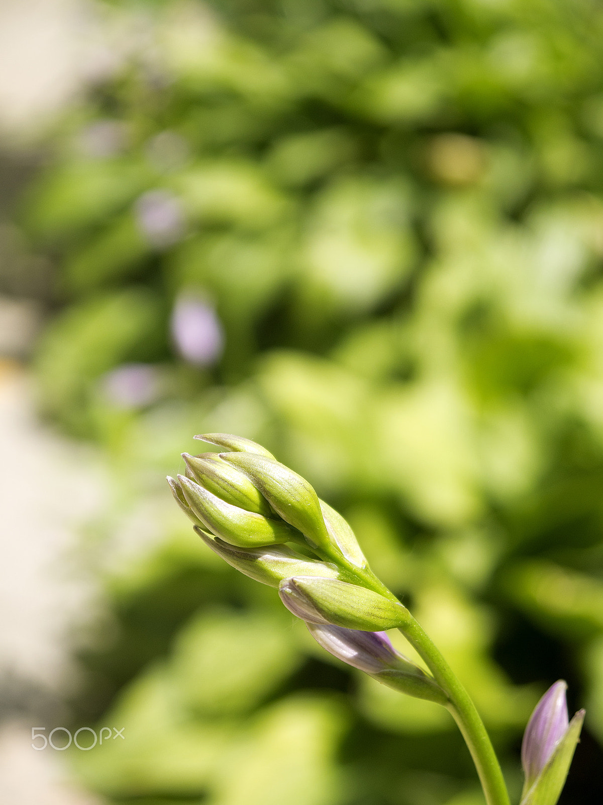 Panasonic Lumix DMC-G2 sample photo. Lavender in spring photography
