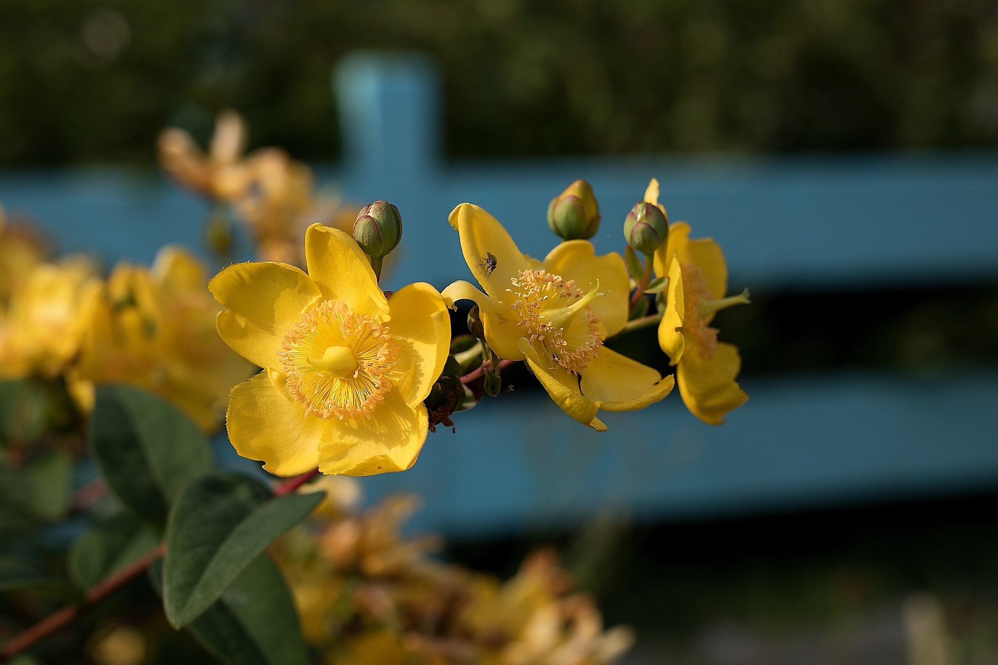 Sigma 50mm F1.4 EX DG HSM sample photo. Yellow flower photography