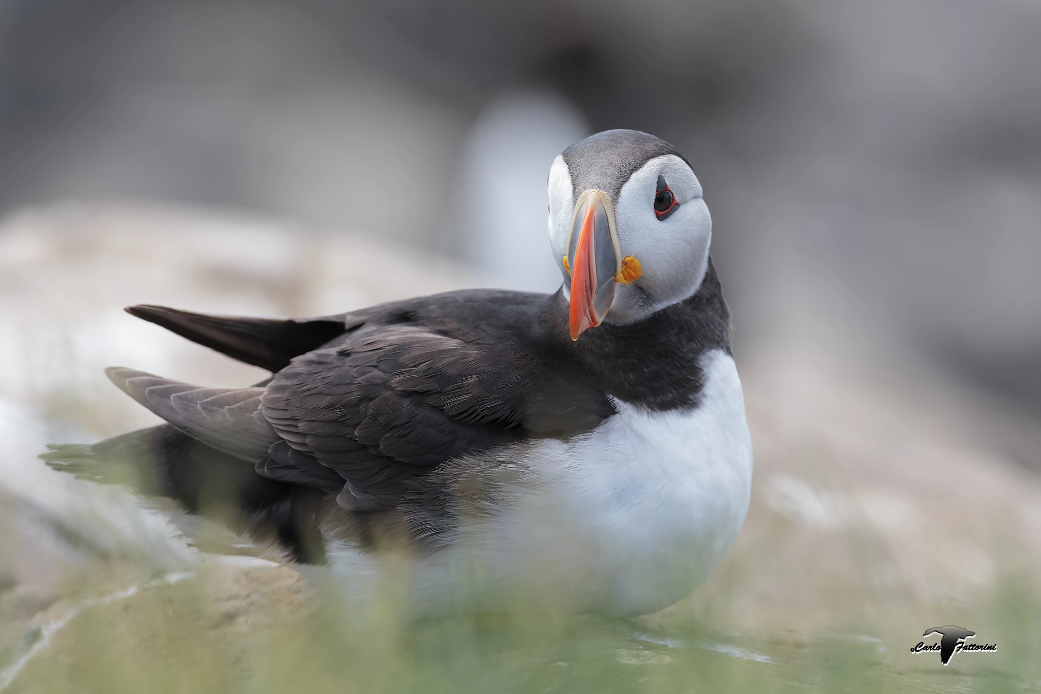 Canon EOS-1D X + Canon EF 300mm f/2.8L + 1.4x sample photo. Puffin photography