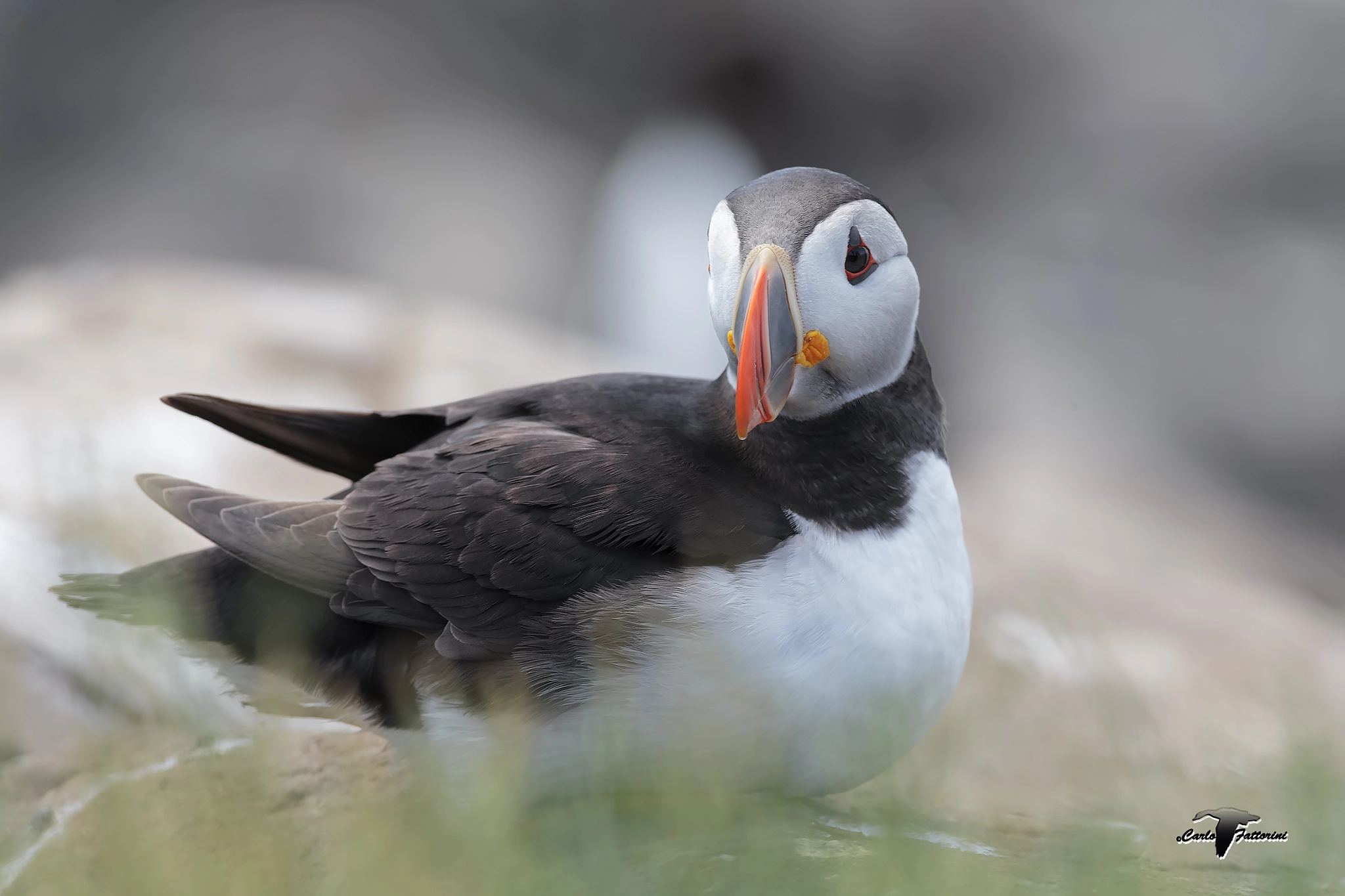 Canon EF 300mm f/2.8L + 1.4x sample photo. Puffin photography