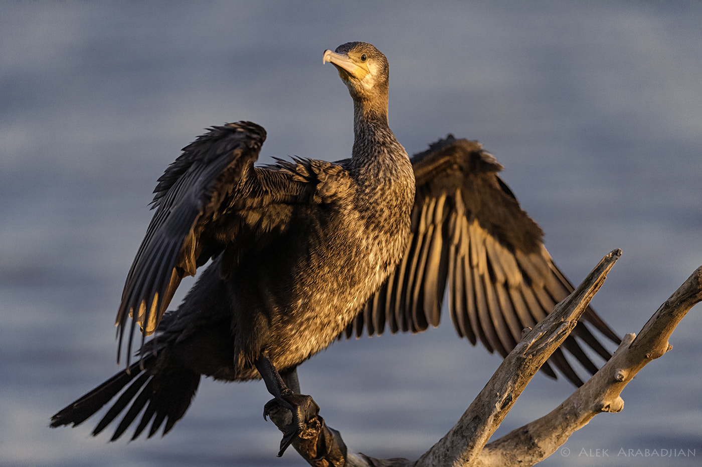 Nikon AF-S Nikkor 400mm F2.8E FL ED VR sample photo. The golden fisherman photography